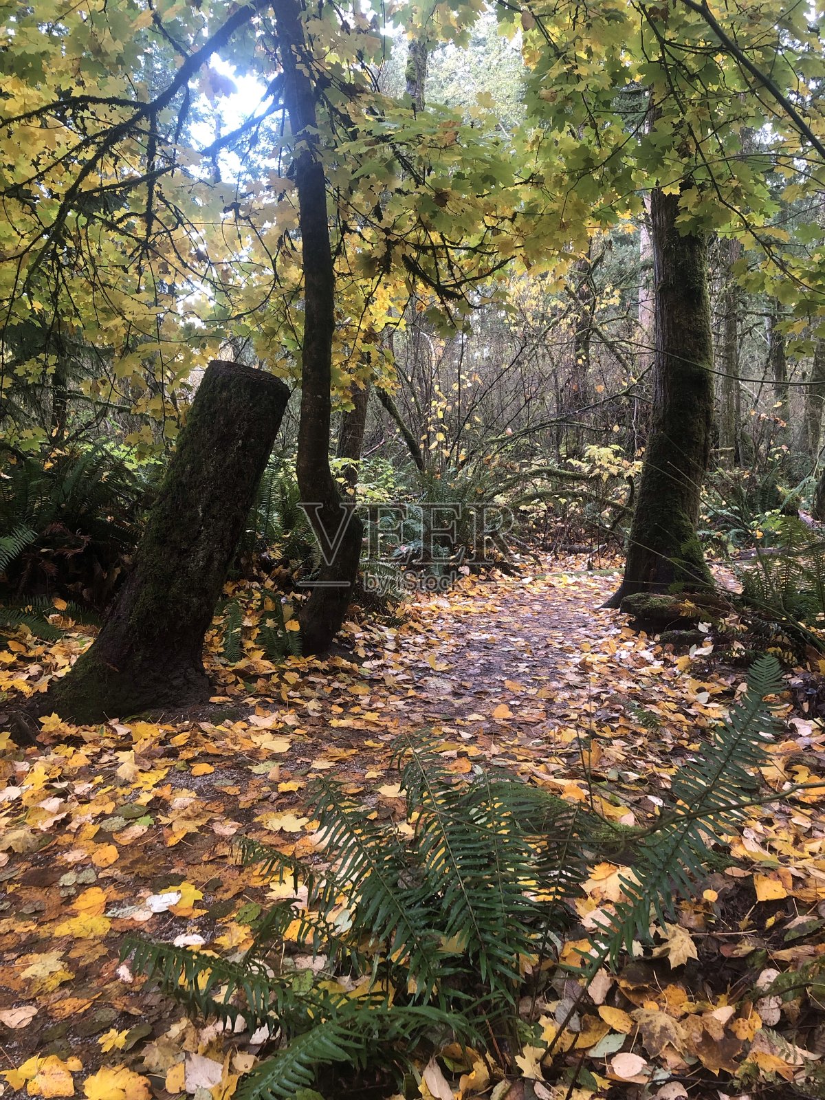 秋天的森林道路照片摄影图片