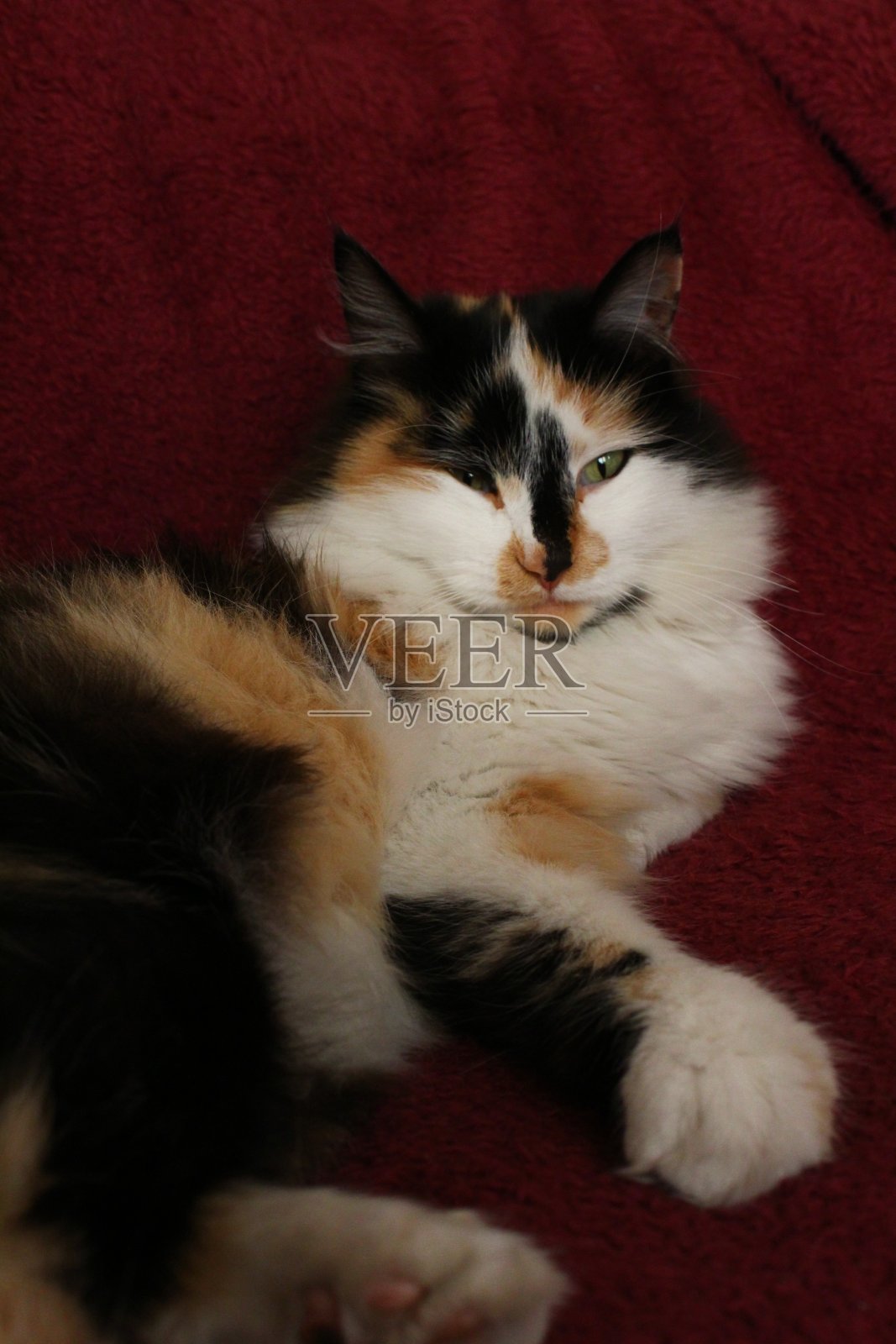 可爱的毛茸茸的猫肖像照片摄影图片