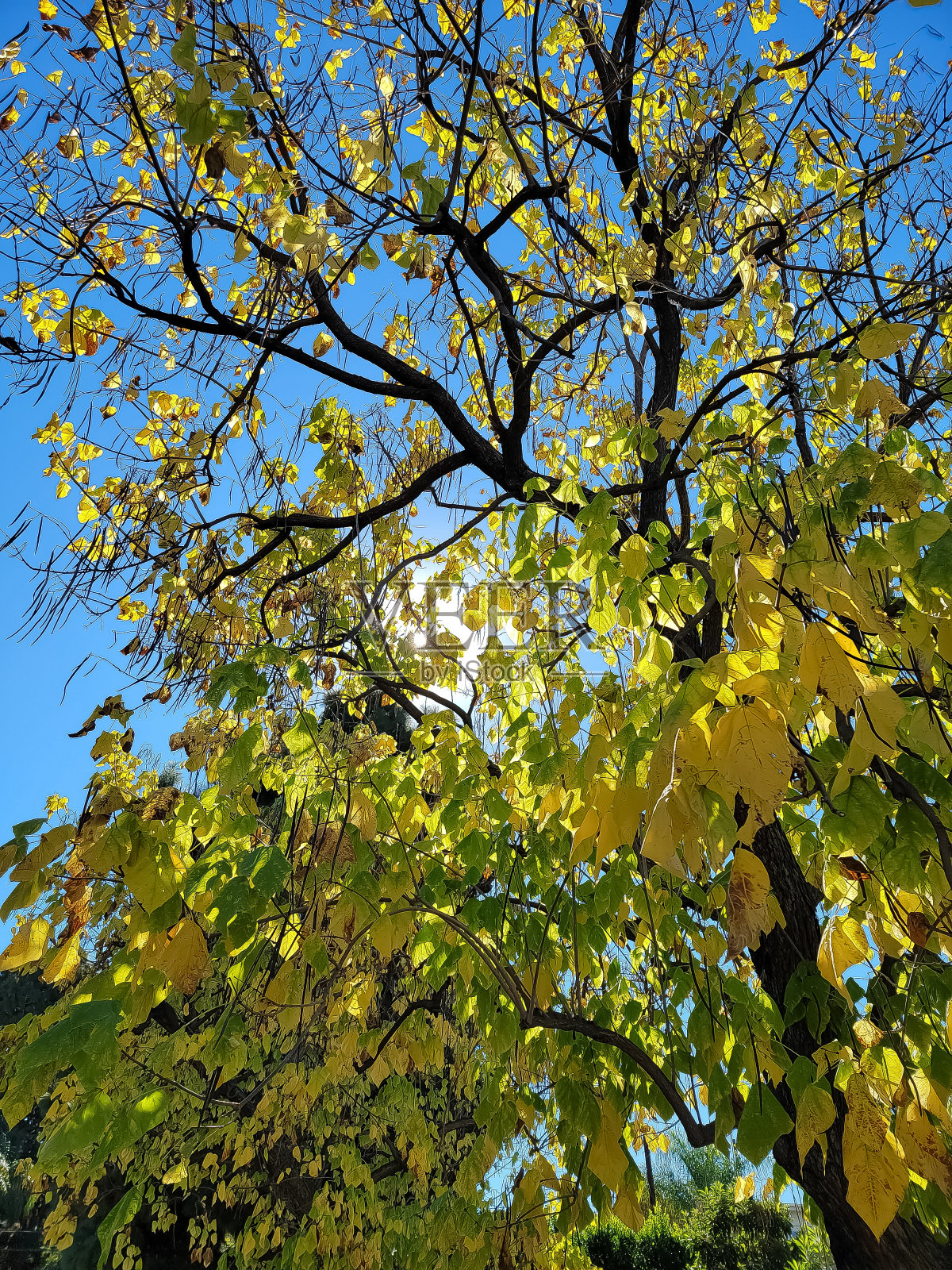 秋天的太阳照片摄影图片