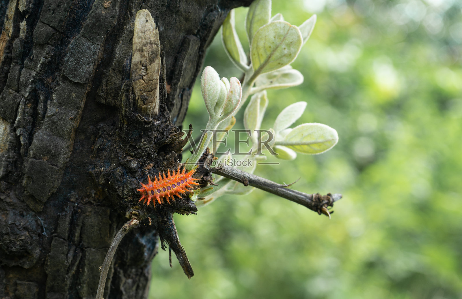 斑贝母毛虫。Raliegh,北卡罗莱纳。照片摄影图片