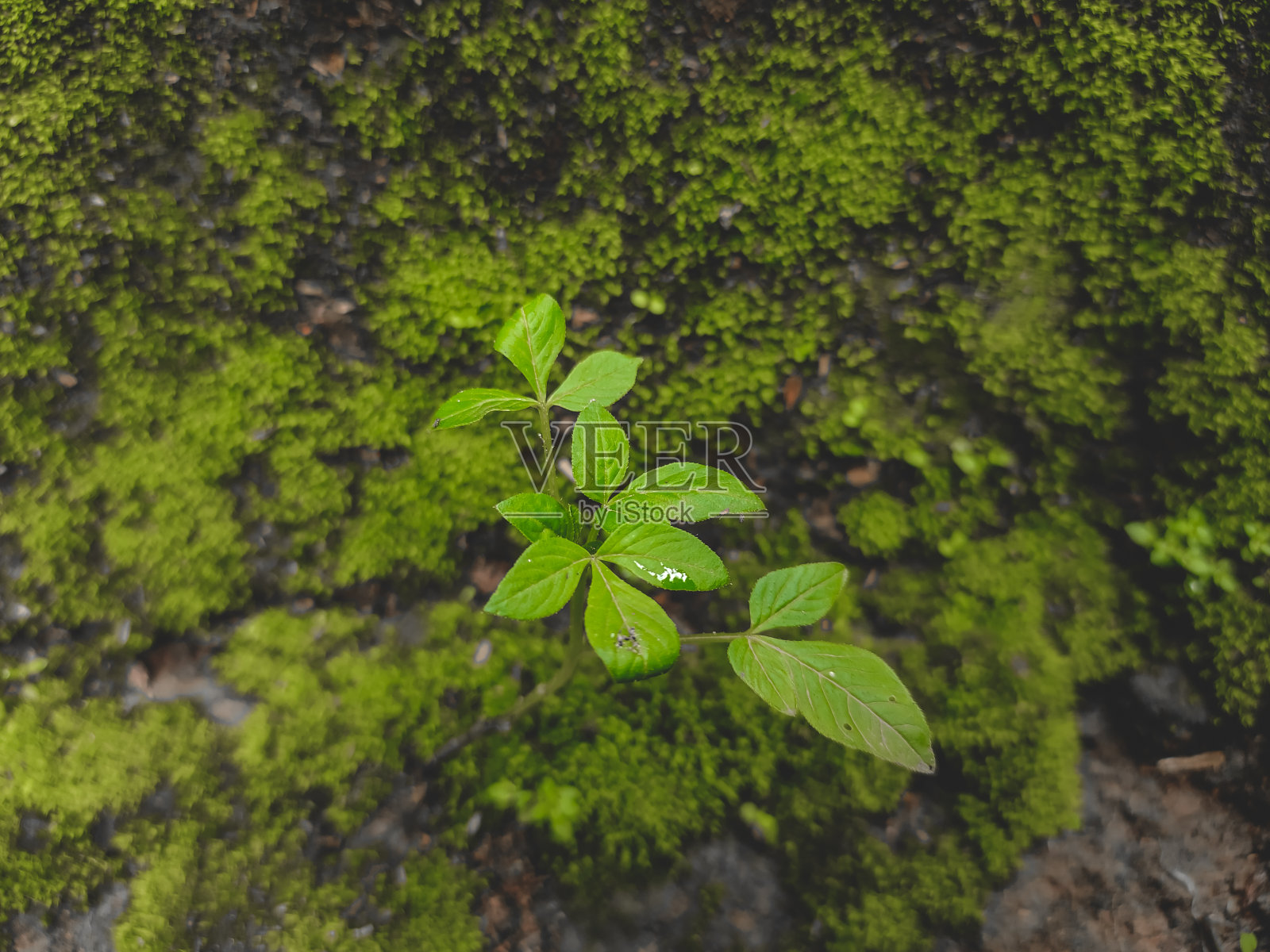 大自然近距离照片摄影图片
