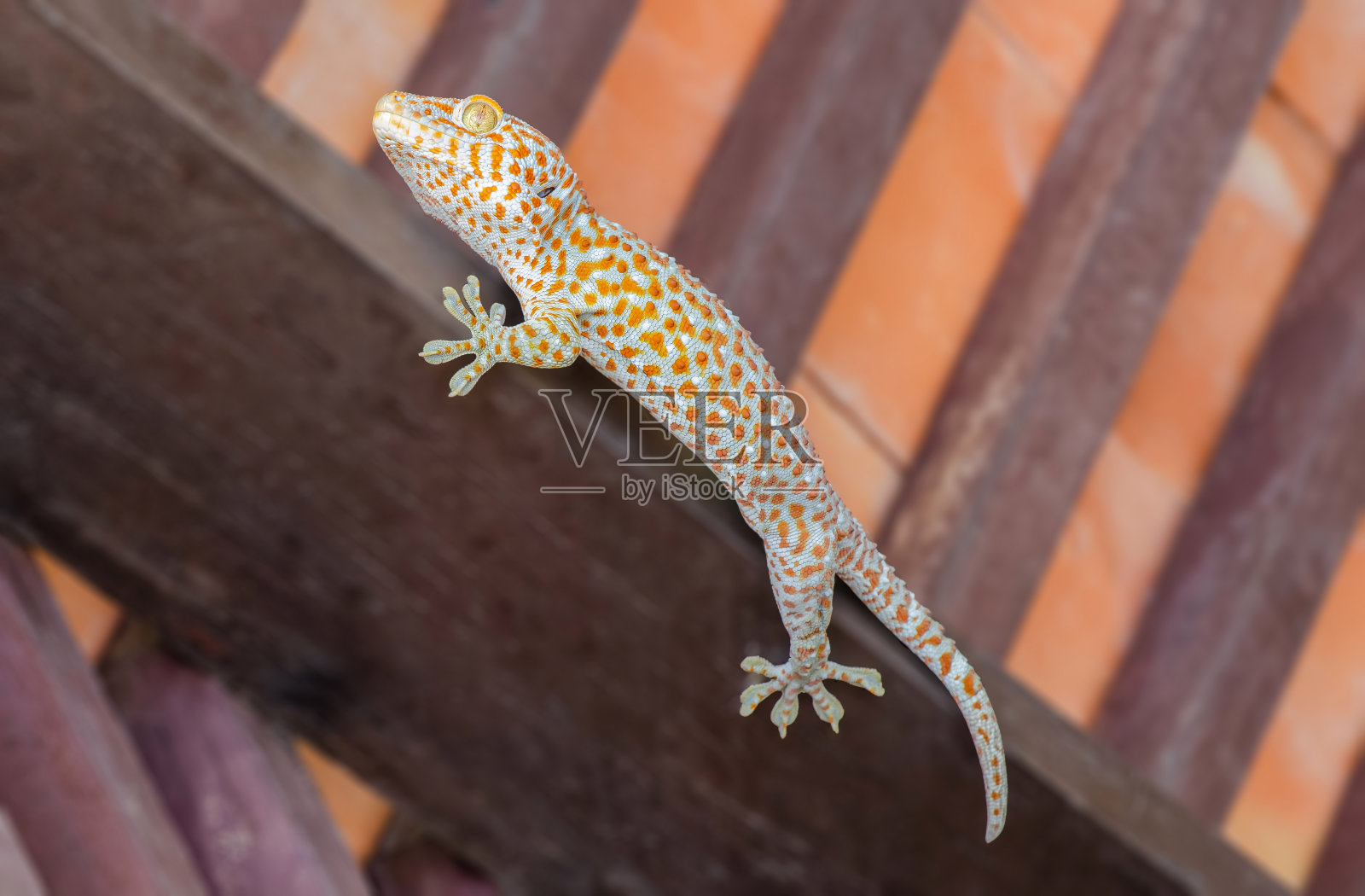 一个大壁虎照片摄影图片