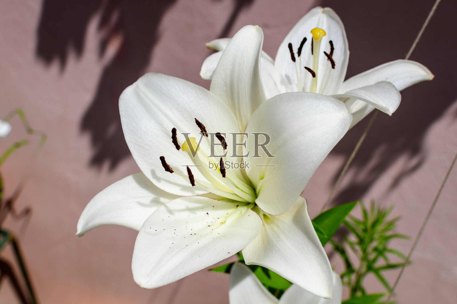 在一个阳光明媚的夏日，白色的百合或百合植物在英国农舍风格的花园里，美丽的户外花的背景用柔和的焦点拍摄照片摄影图片