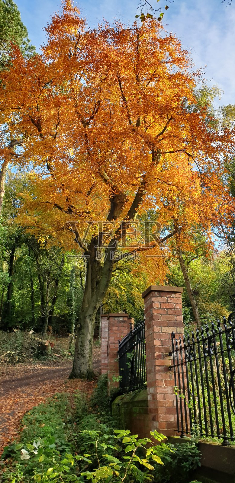 秋天的落叶照片摄影图片