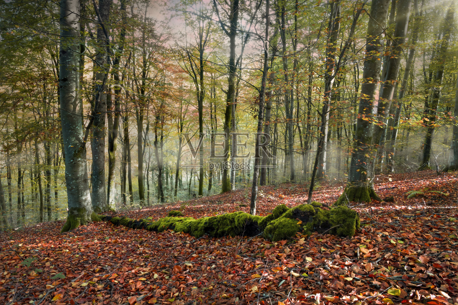 森林的秋天照片摄影图片