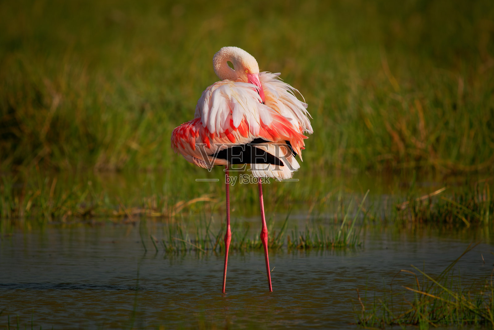 小火烈鸟-腓尼基小火烈鸟最小的种类，在撒哈拉以南非洲和印度西北部，粉红色到红色长腿水鸟，在湖中洗澡和进食。照片摄影图片