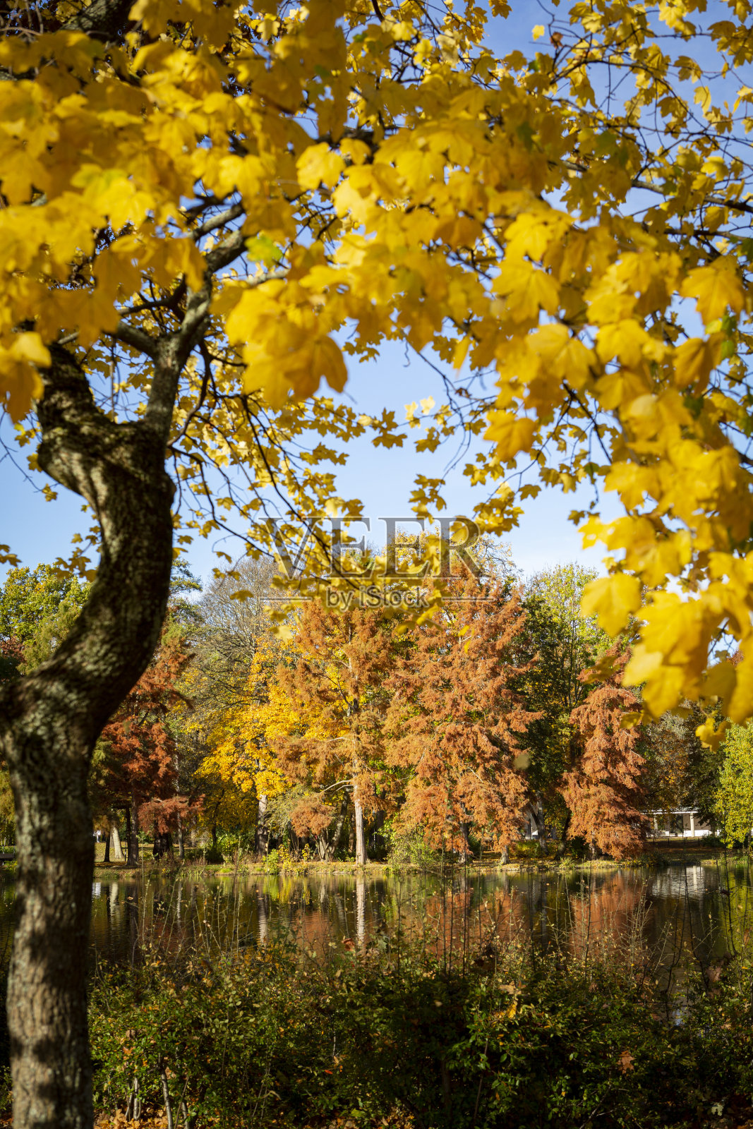 美丽的秋天黄色的树木和它们在湖面上的倒影照片摄影图片