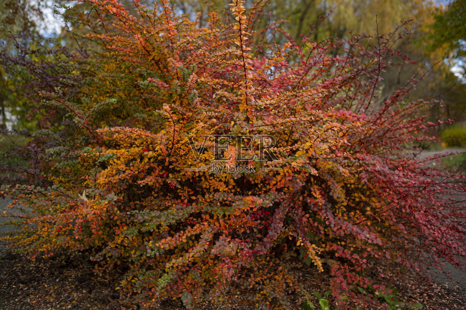 美丽的植物特写，在秋天变成红色，橙色和黄色照片摄影图片