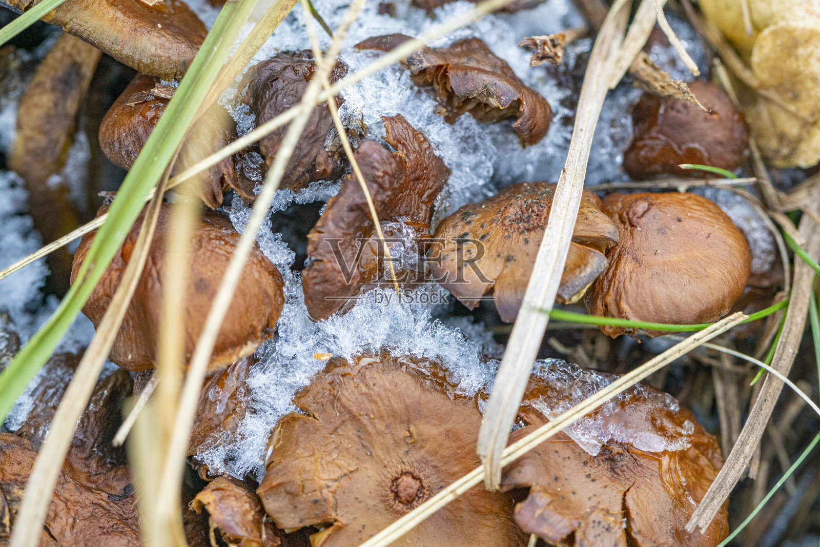 冰冻的死蘑菇和食用真菌的真菌，蘑菇狩猎结束照片摄影图片