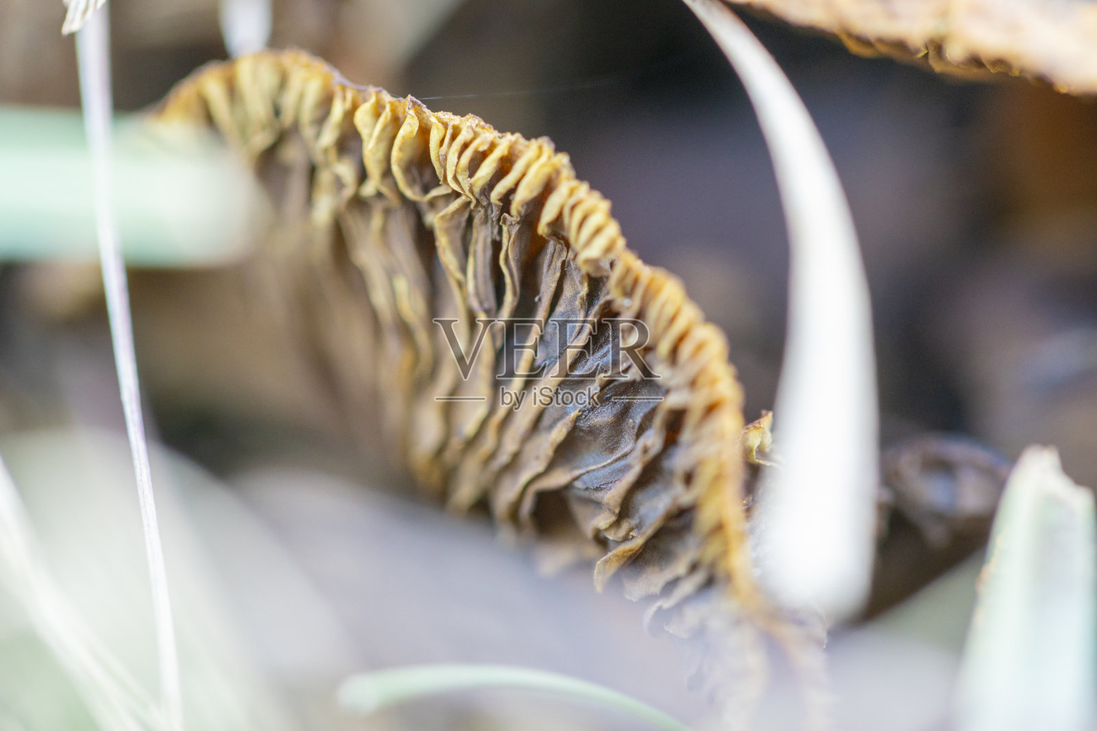 冰冻的死蘑菇和食用真菌的真菌，蘑菇狩猎结束照片摄影图片