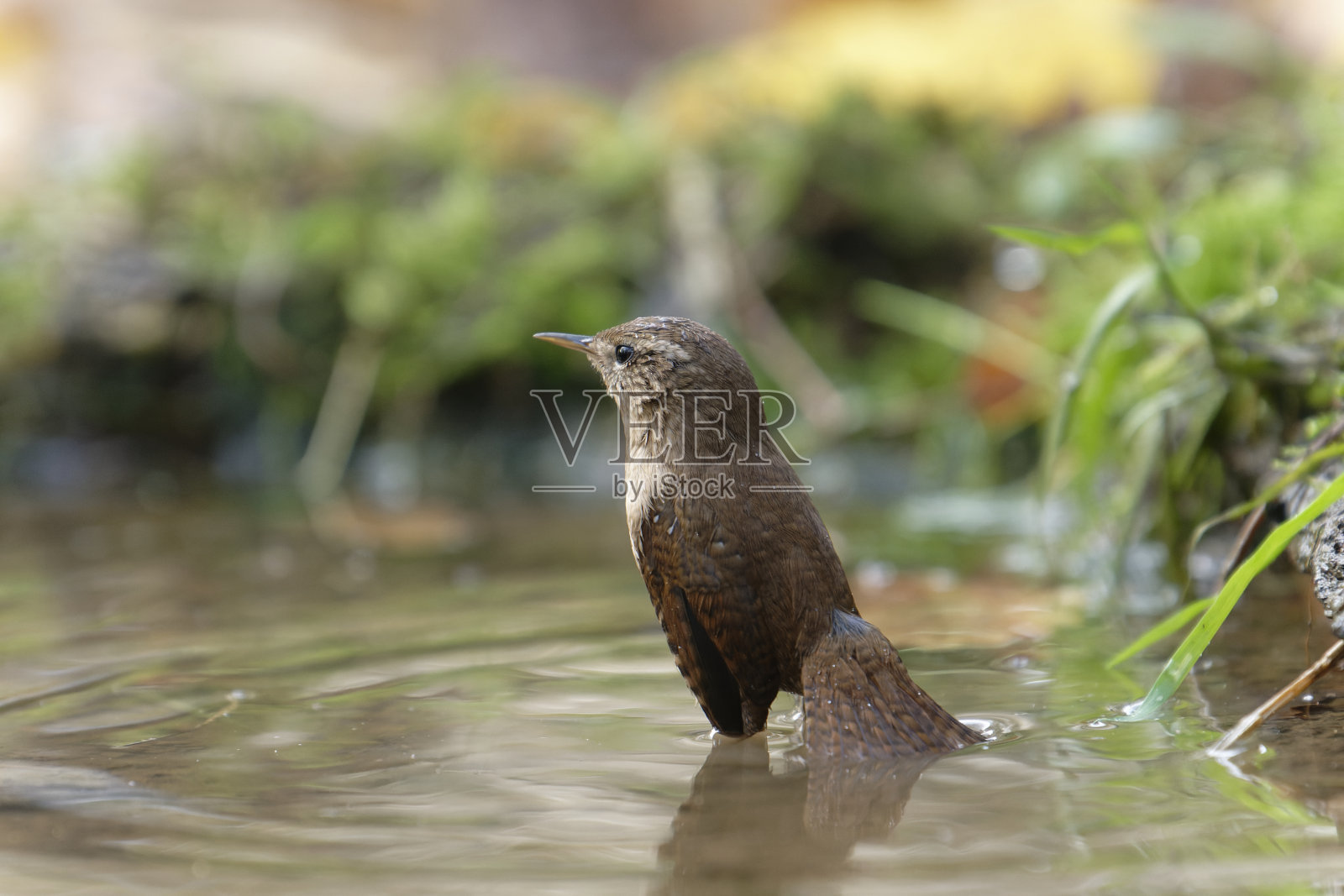 鹪鹩清洗(穴居人)照片摄影图片