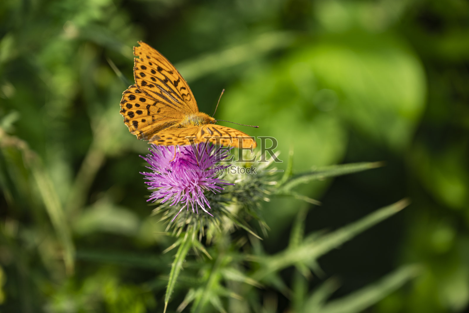 紫色蓟花头上一只银洗贝母蝴蝶的特写照片摄影图片