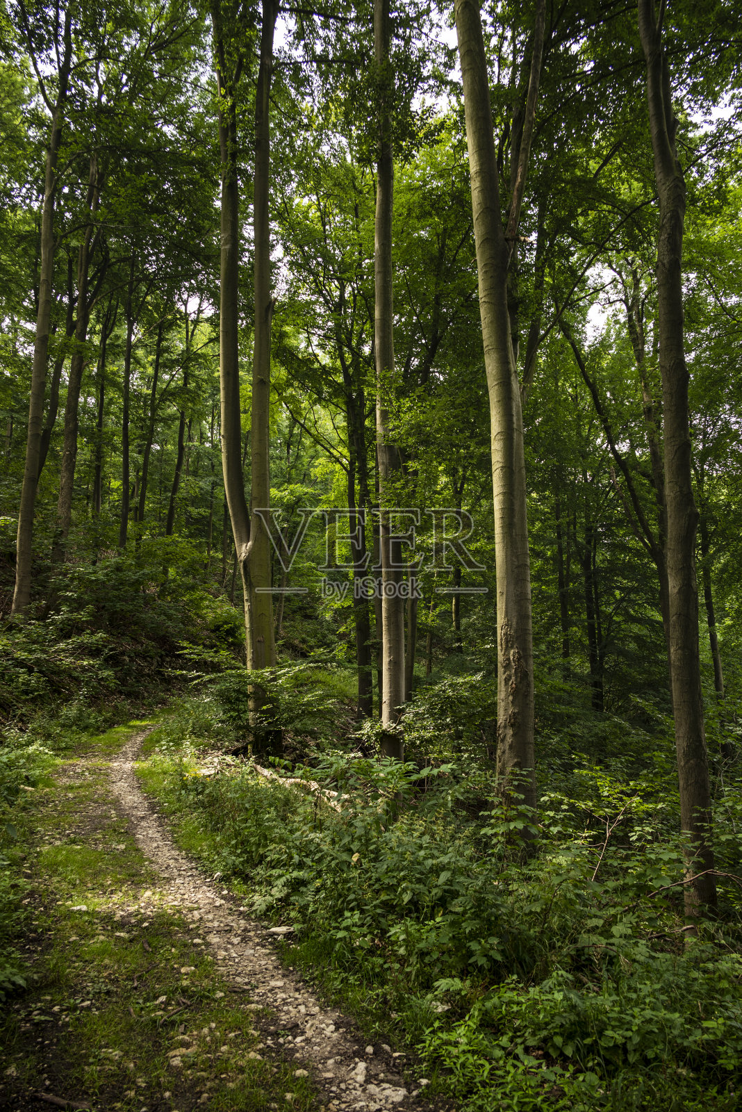 小径在美丽的山毛榉森林，条顿堡森林，德国照片摄影图片