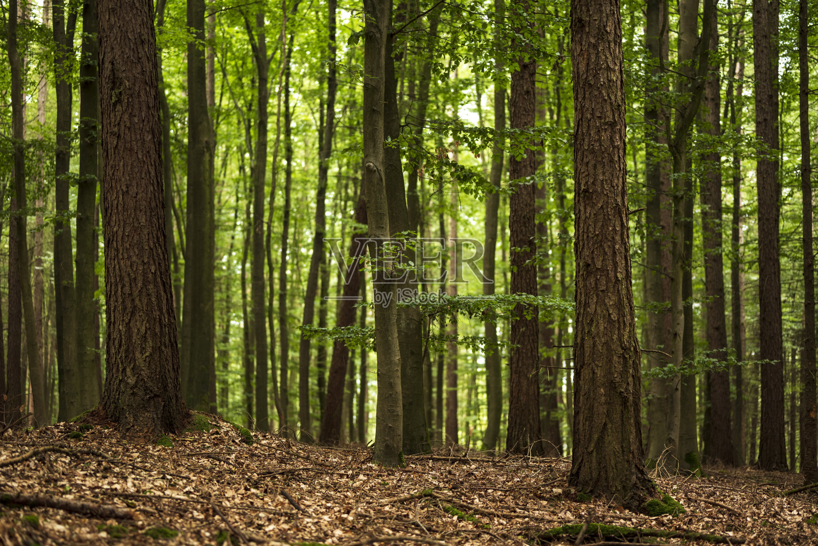 混交林中的云杉和山毛榉树照片摄影图片