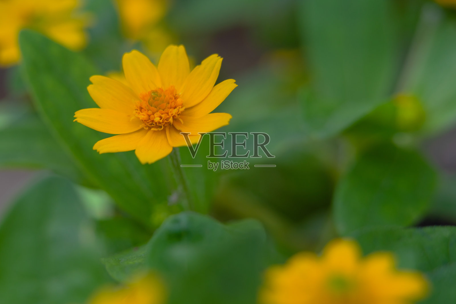 小向日葵在盛开，
美丽的小向日葵照片摄影图片