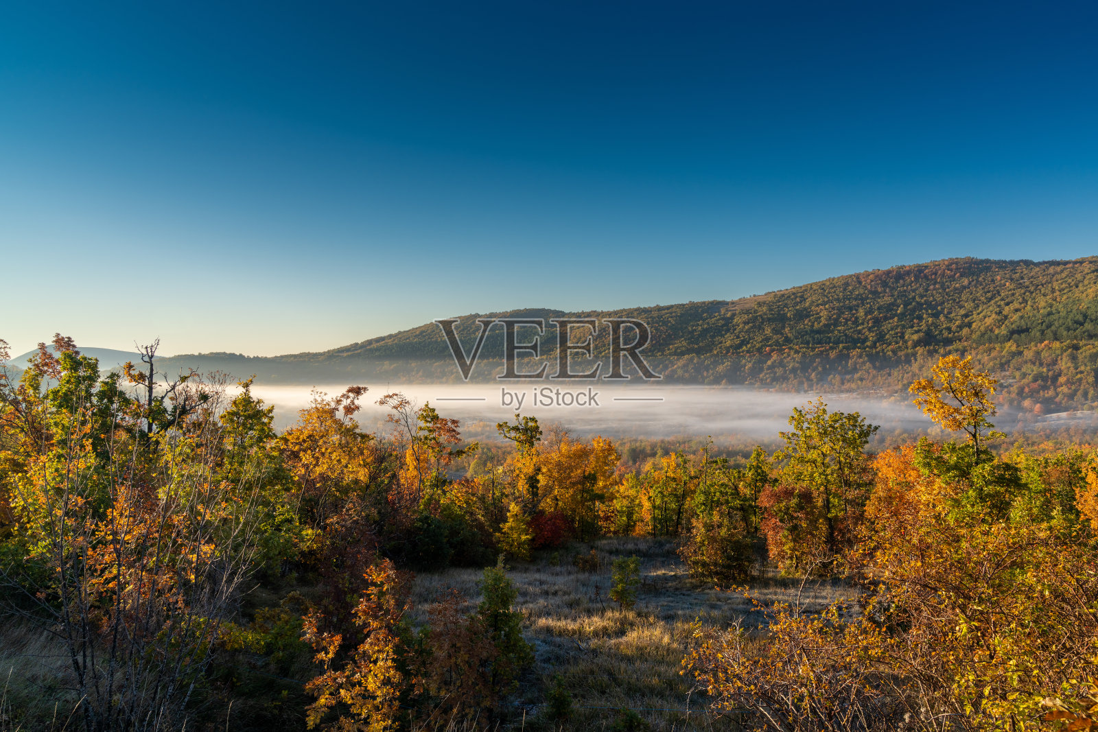 美丽的秋日早晨的风景，色彩缤纷的森林和低雾在蓝天下爬过山谷照片摄影图片