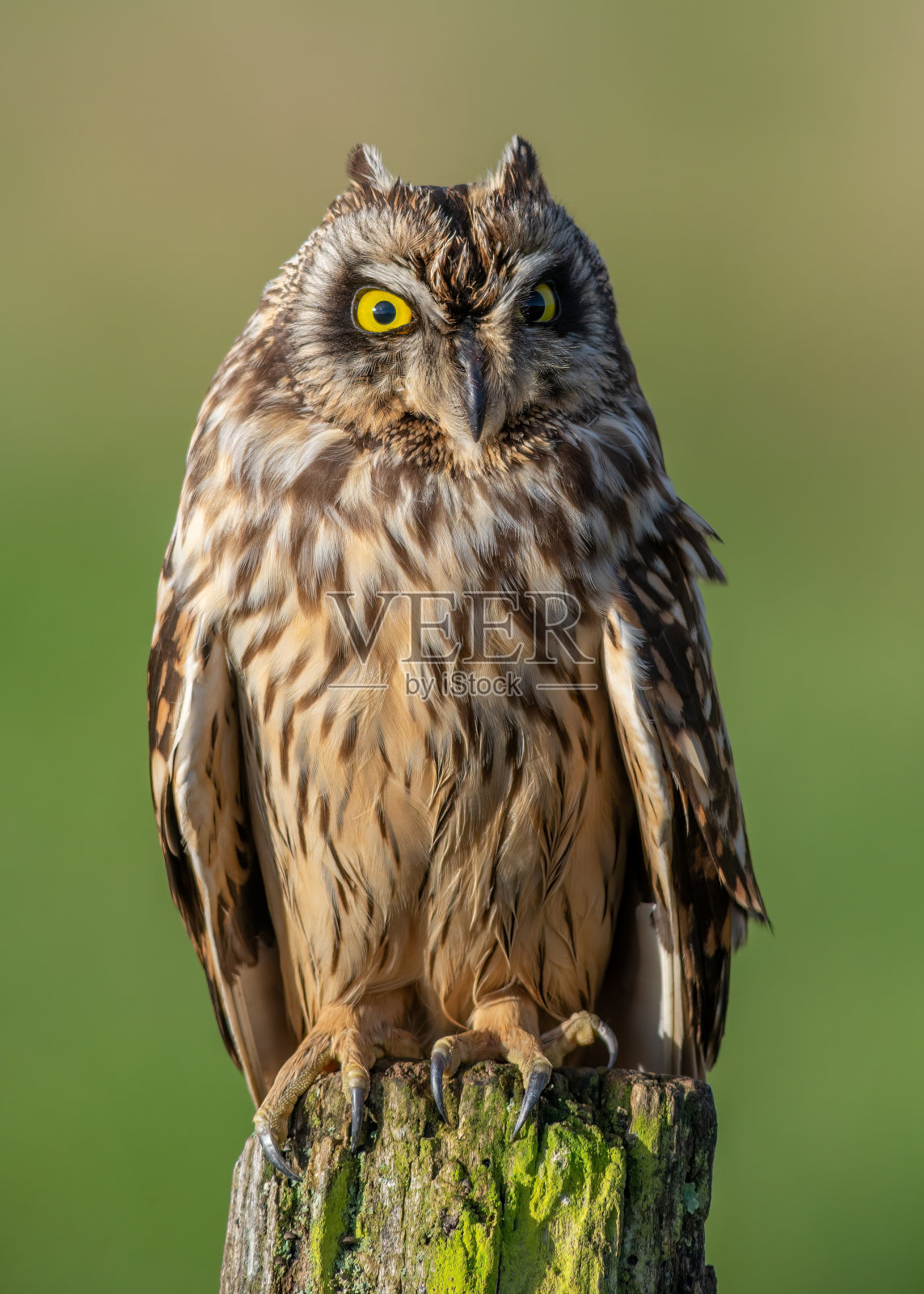 黄色眼睛的短耳猫头鹰，长着锋利的爪子照片摄影图片