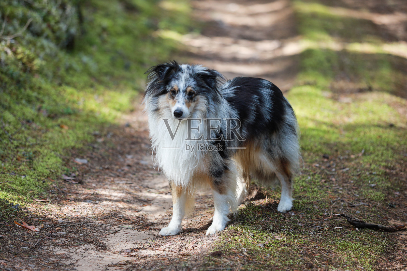 蓝色山鸟色设得兰牧羊犬站在森林环境中。照片摄影图片