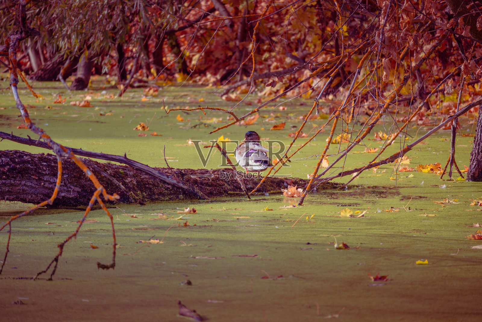 秋天，在长满浮萍的池塘里，一只孤独的雄野鸭坐在树枝间的树干上。照片摄影图片