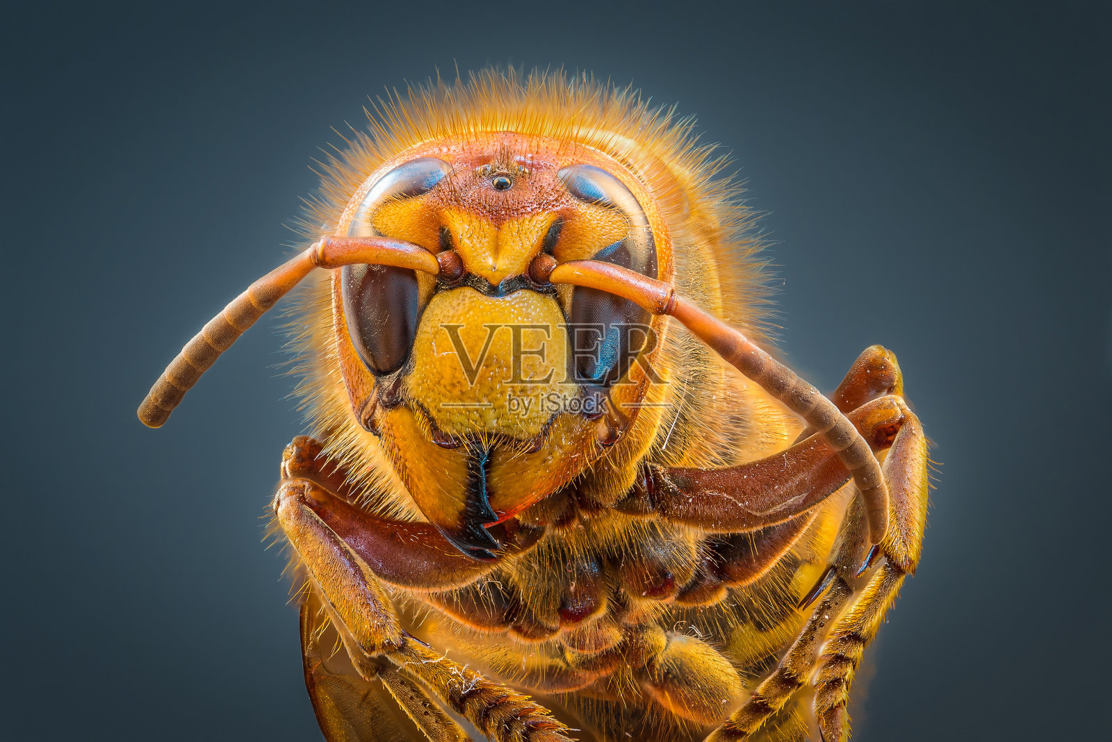 高分辨率细节微距拍摄的大黄蜂与焦点叠加组成的几个单一图像，德国照片摄影图片