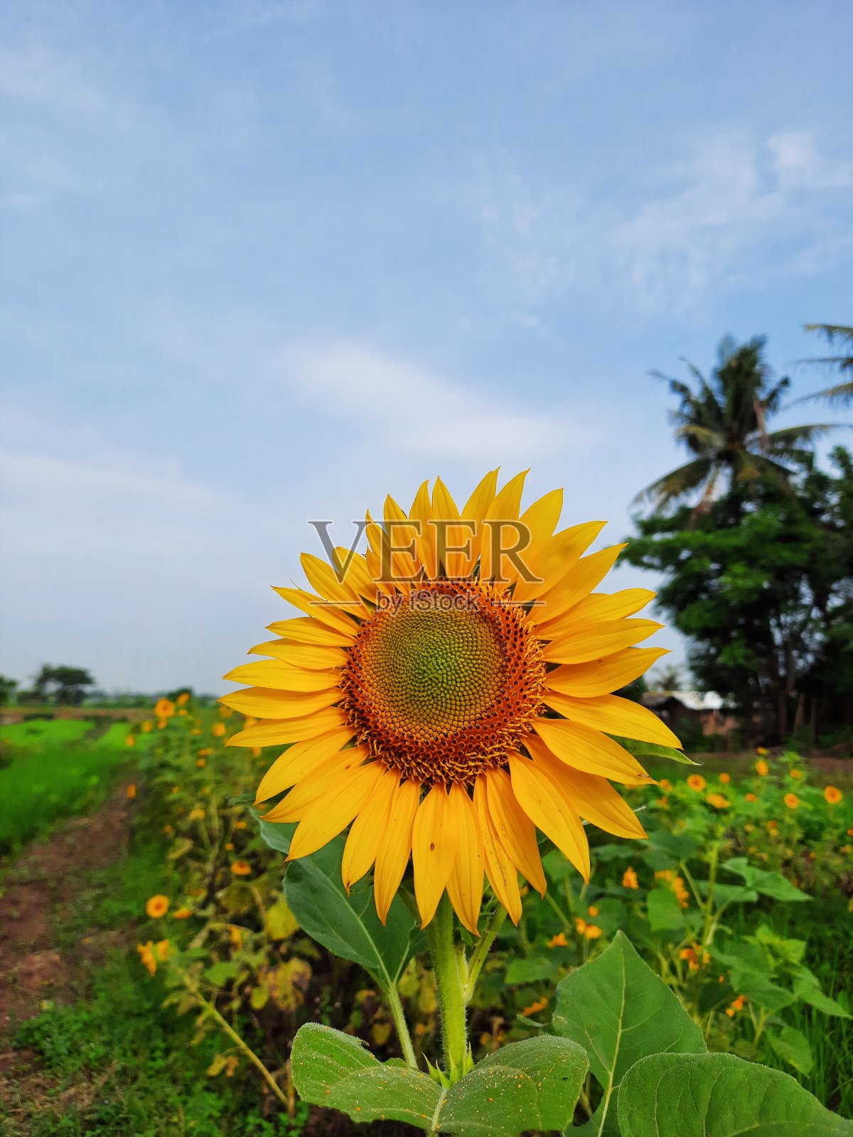 美丽的向日葵与蓝天的背景照片摄影图片
