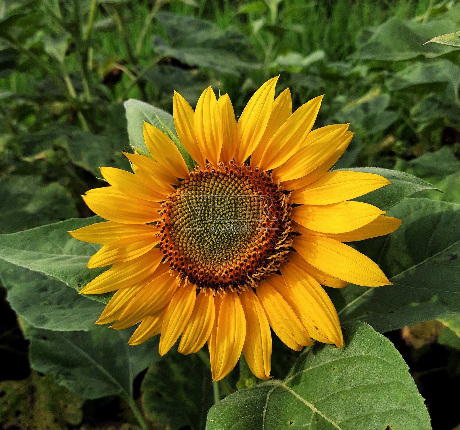 美丽的向日葵照片摄影图片