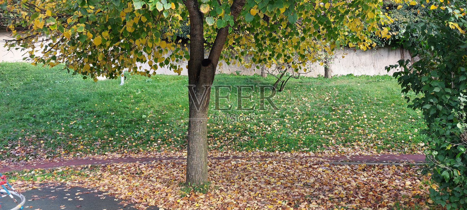 秋天和变黄的树木照片摄影图片