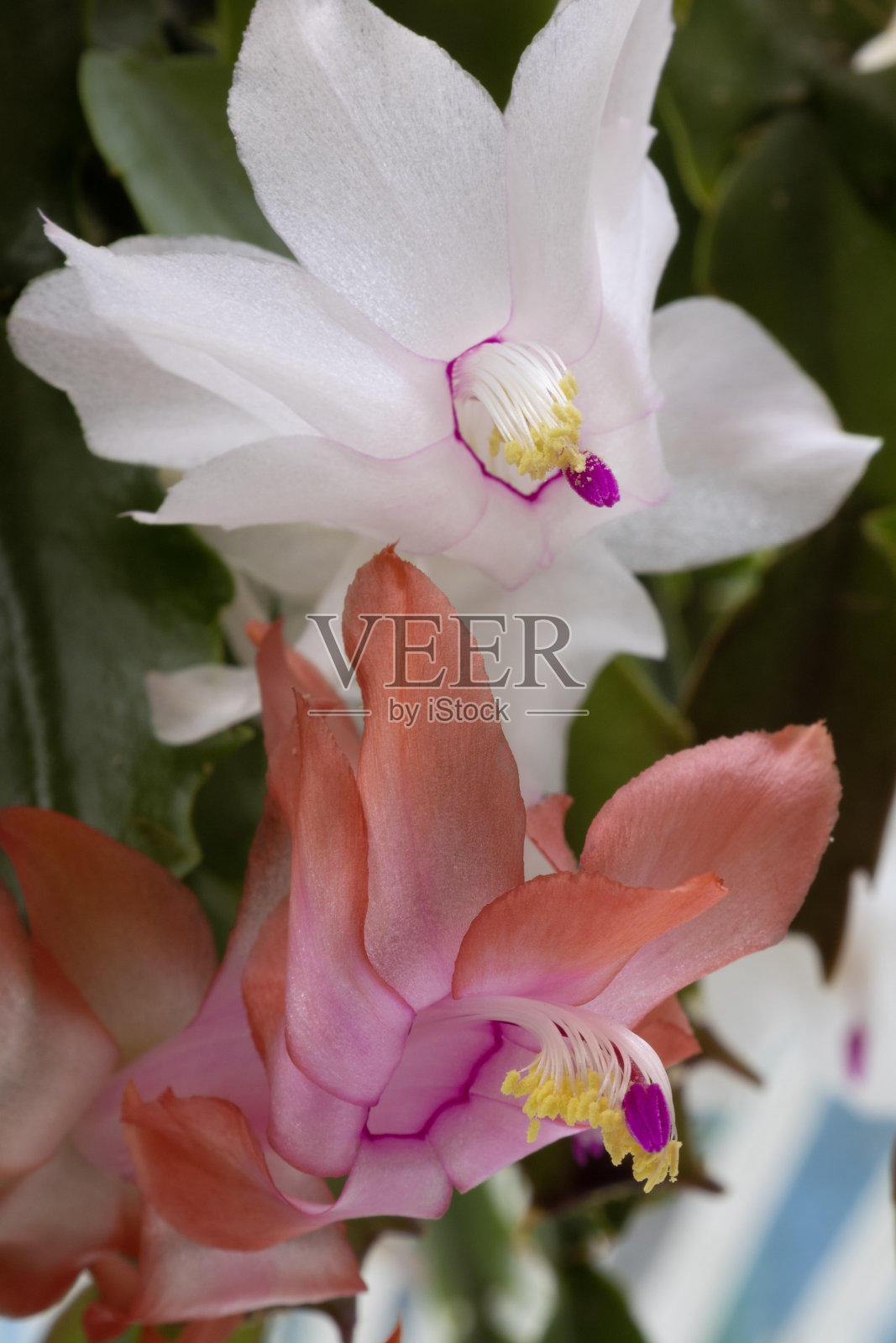 橙色和白色的斯伦贝谢花照片摄影图片