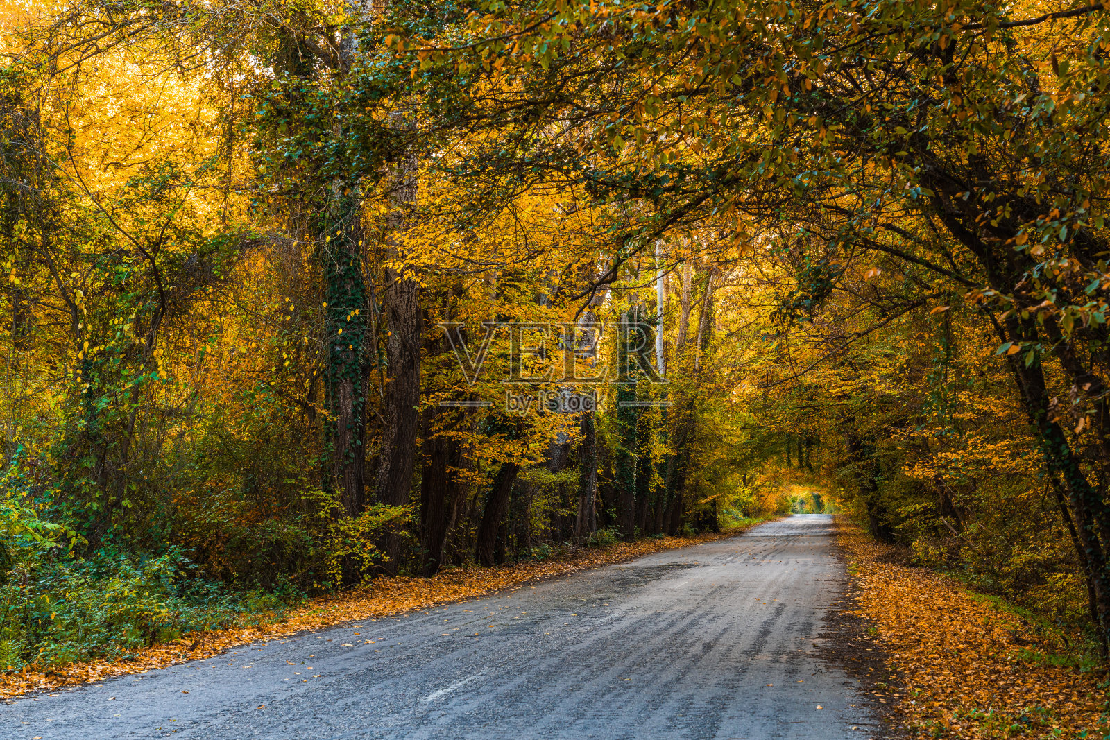 柏油路穿过秋天的森林照片摄影图片