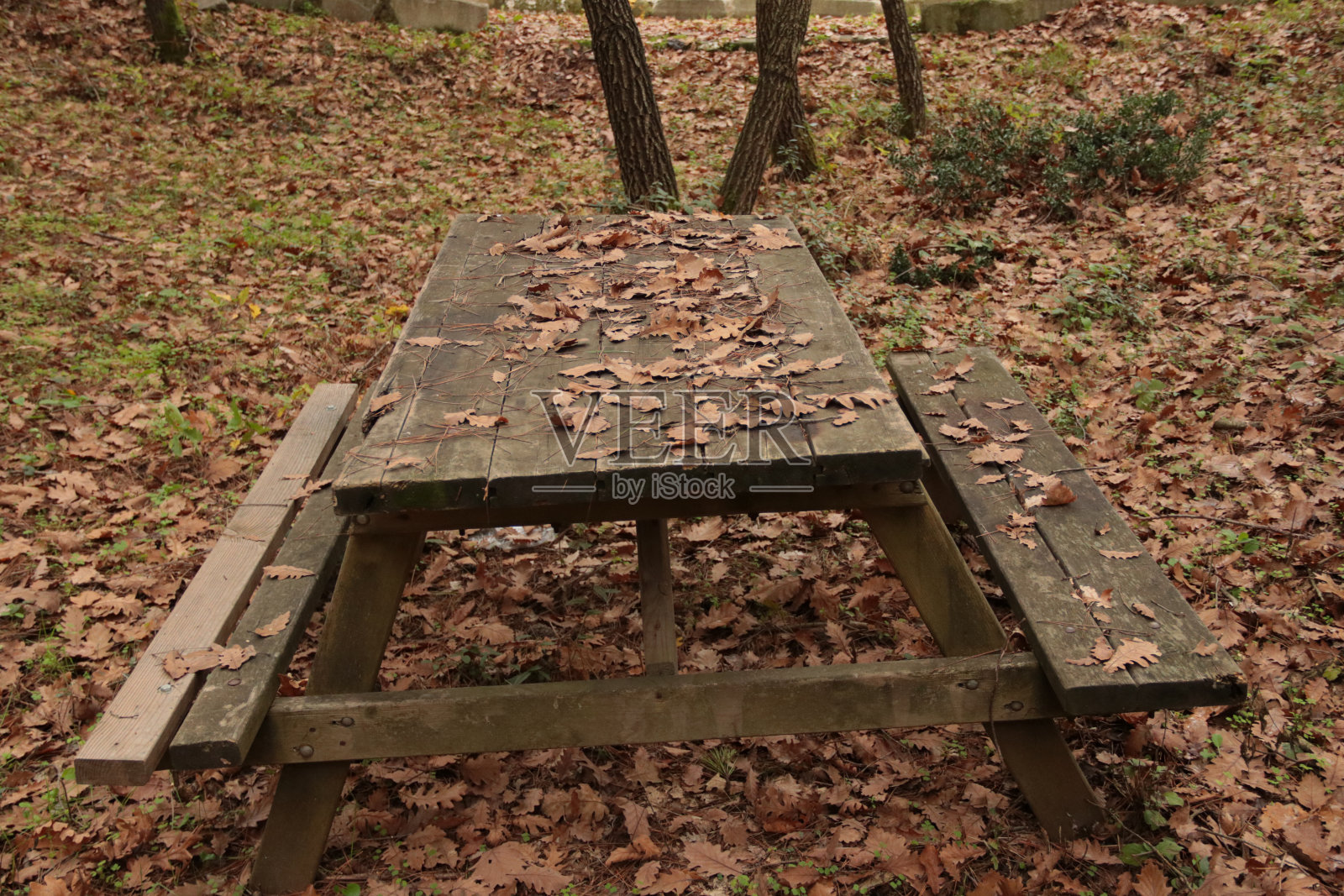 秋天的树叶和野餐桌照片摄影图片