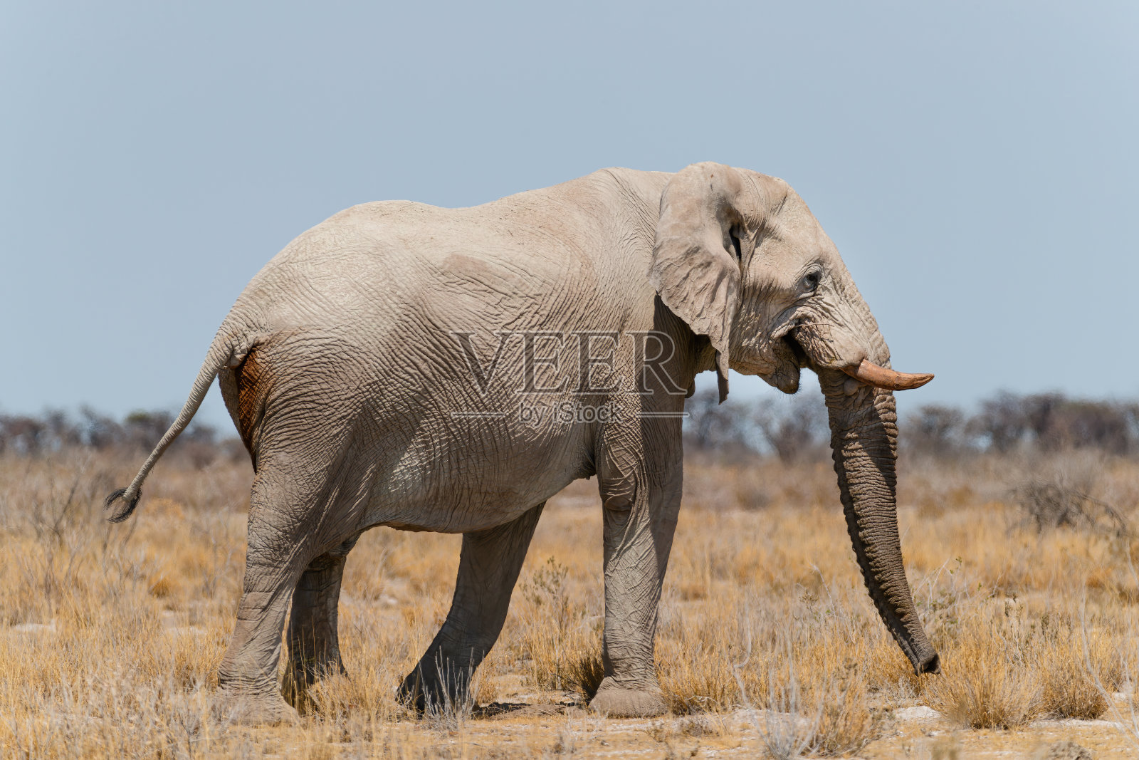 在纳米比亚的野生动物照片摄影图片