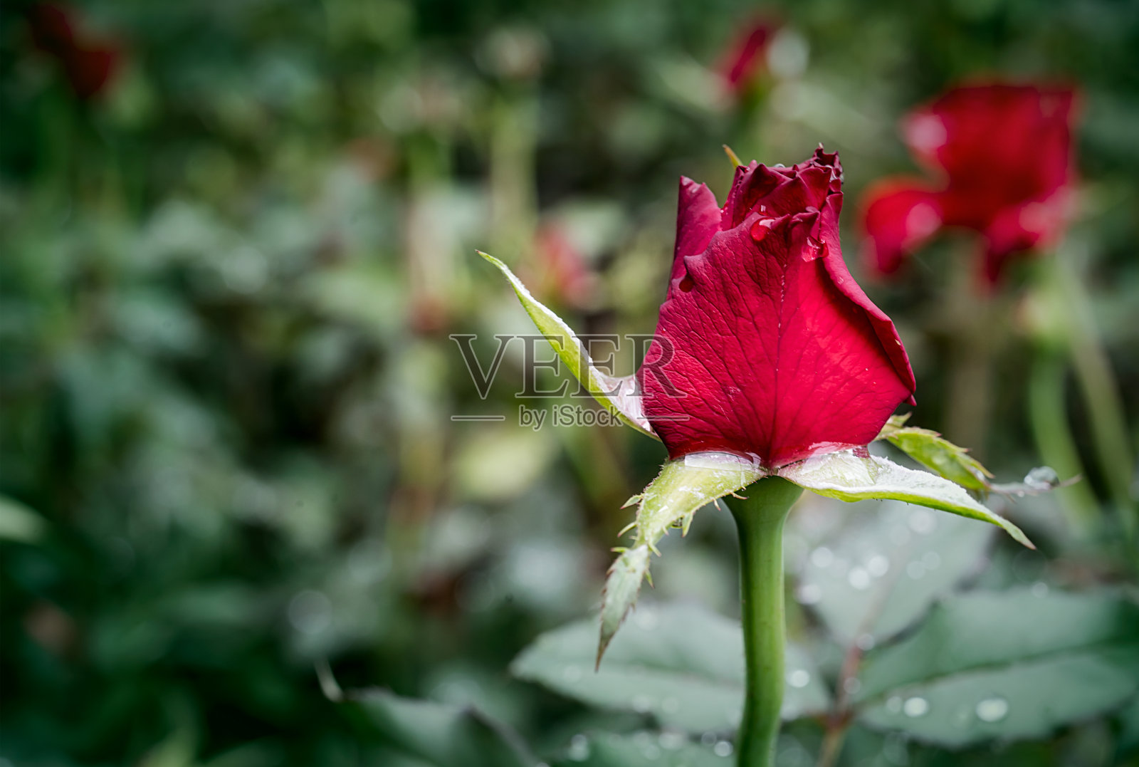 红玫瑰在花园里盛开照片摄影图片