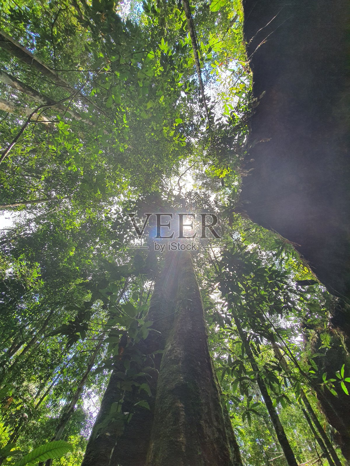 亚马逊热带雨林照片摄影图片