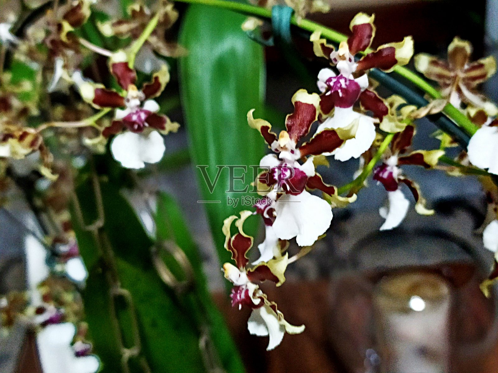 兰花的花照片摄影图片