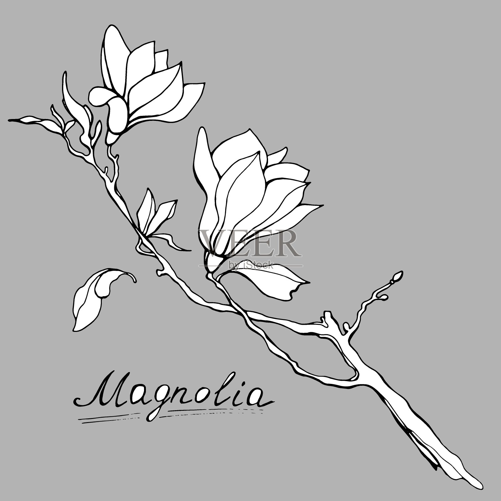 木兰花。手绘插图。向量的剪纸艺术插画图片素材