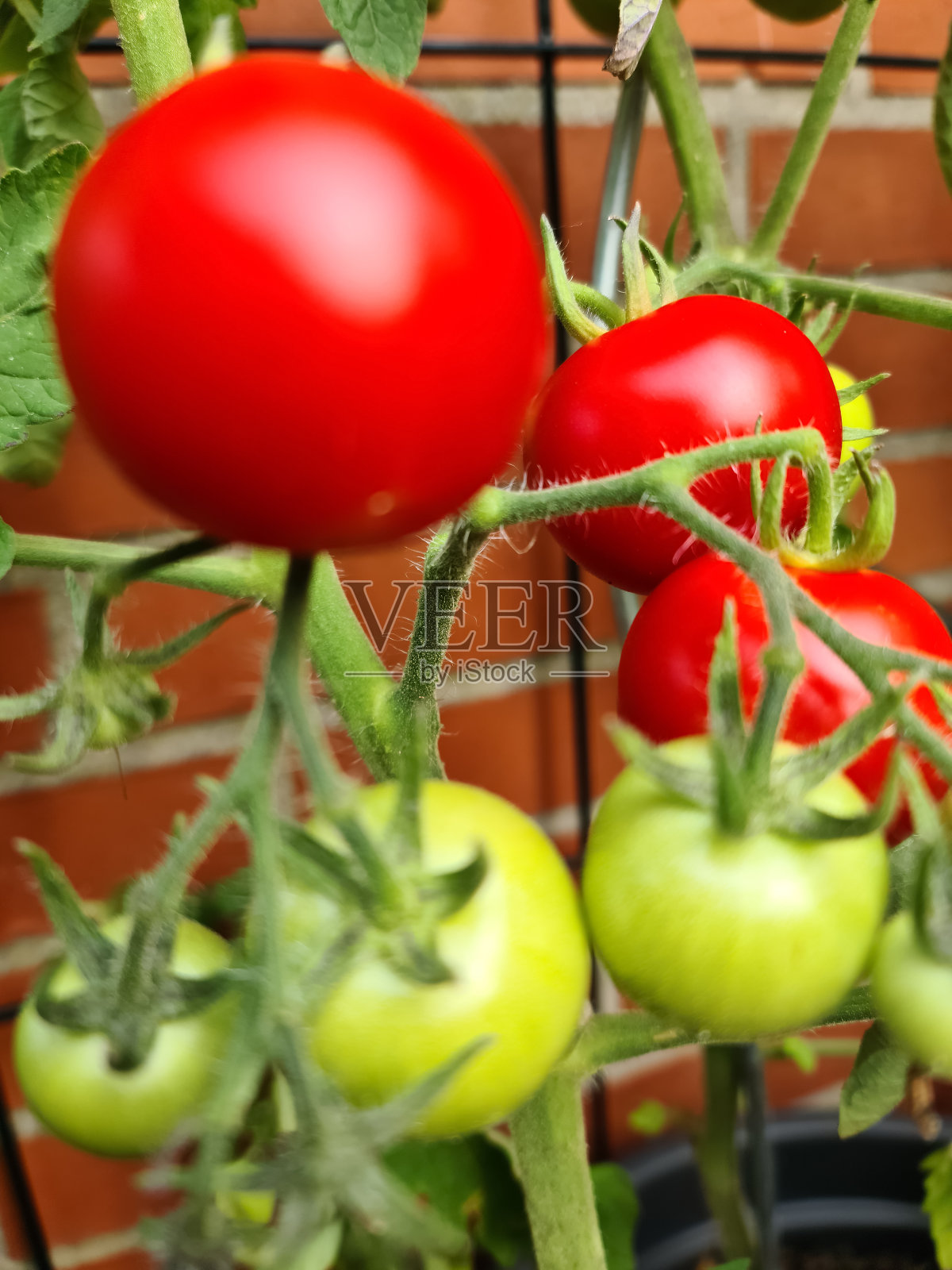 一些又大又红又绿的西红柿长在房子墙边的灌木上。农业概念. .照片摄影图片