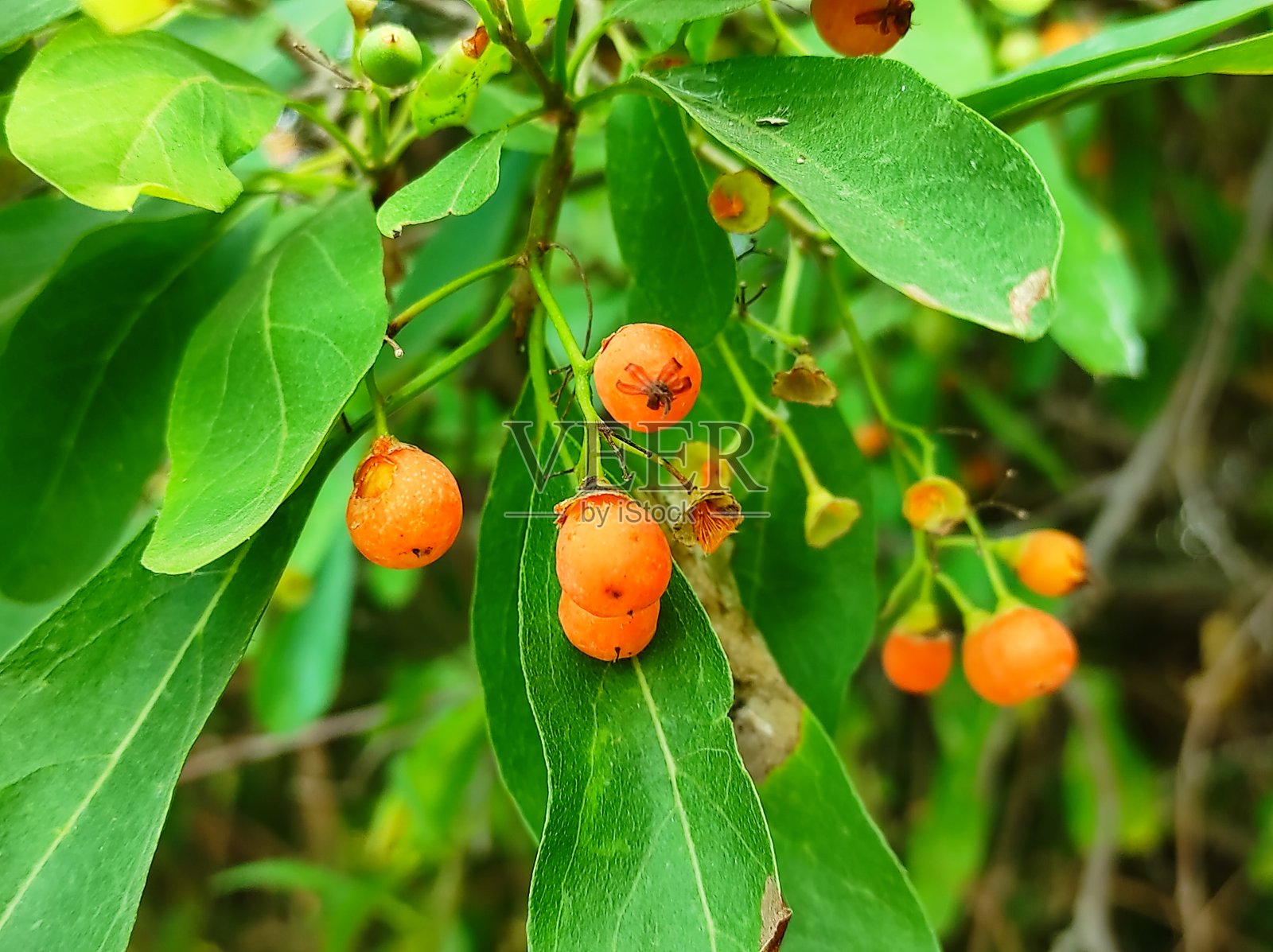拉索达阿育吠陀药厂的特写镜头照片摄影图片