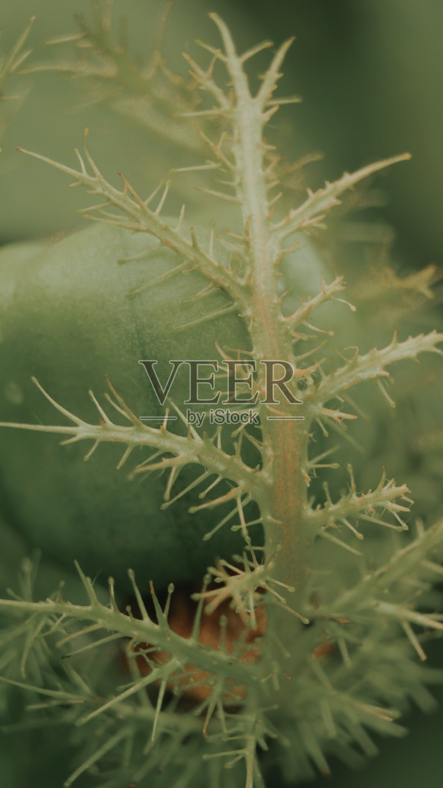 微距摄影照片摄影图片