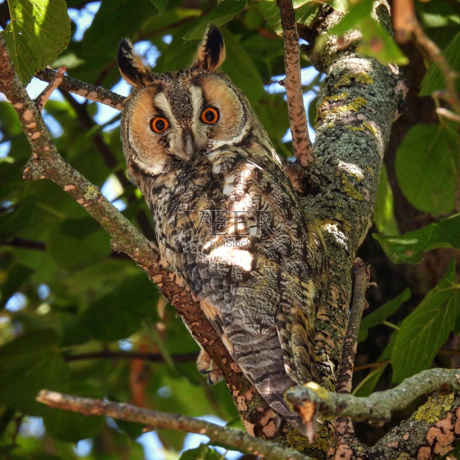 长耳猫头鹰照片摄影图片