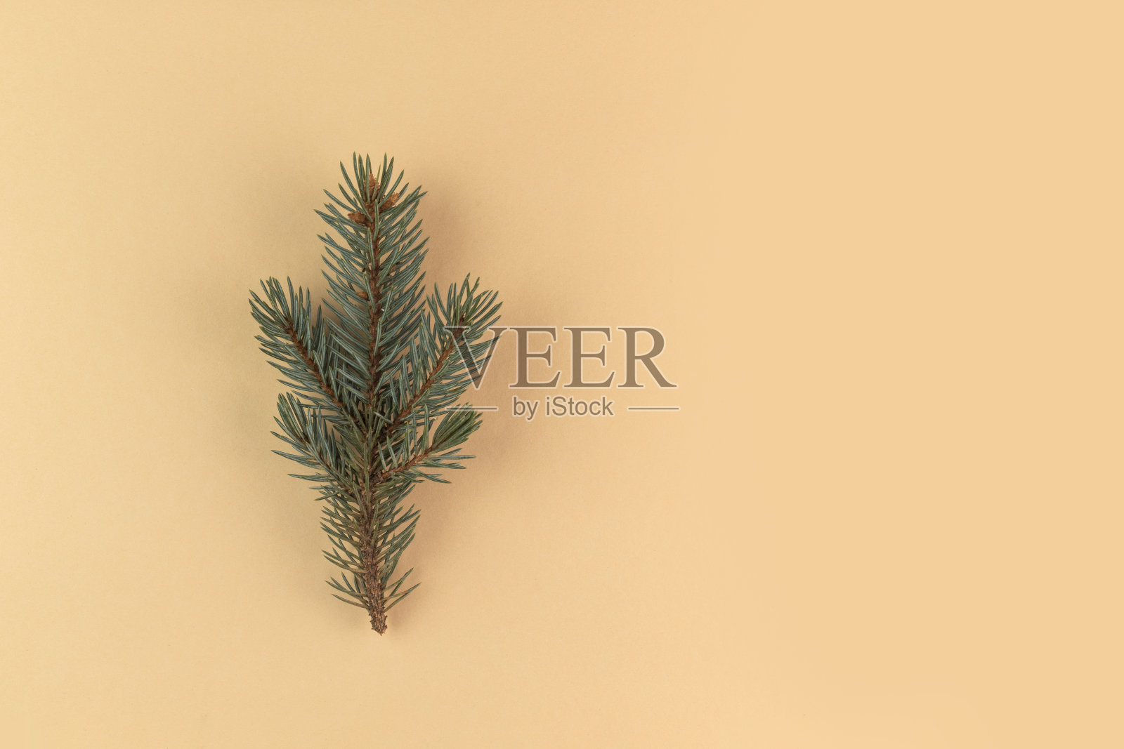 米色背景上绿色的小松树枝。照片摄影图片