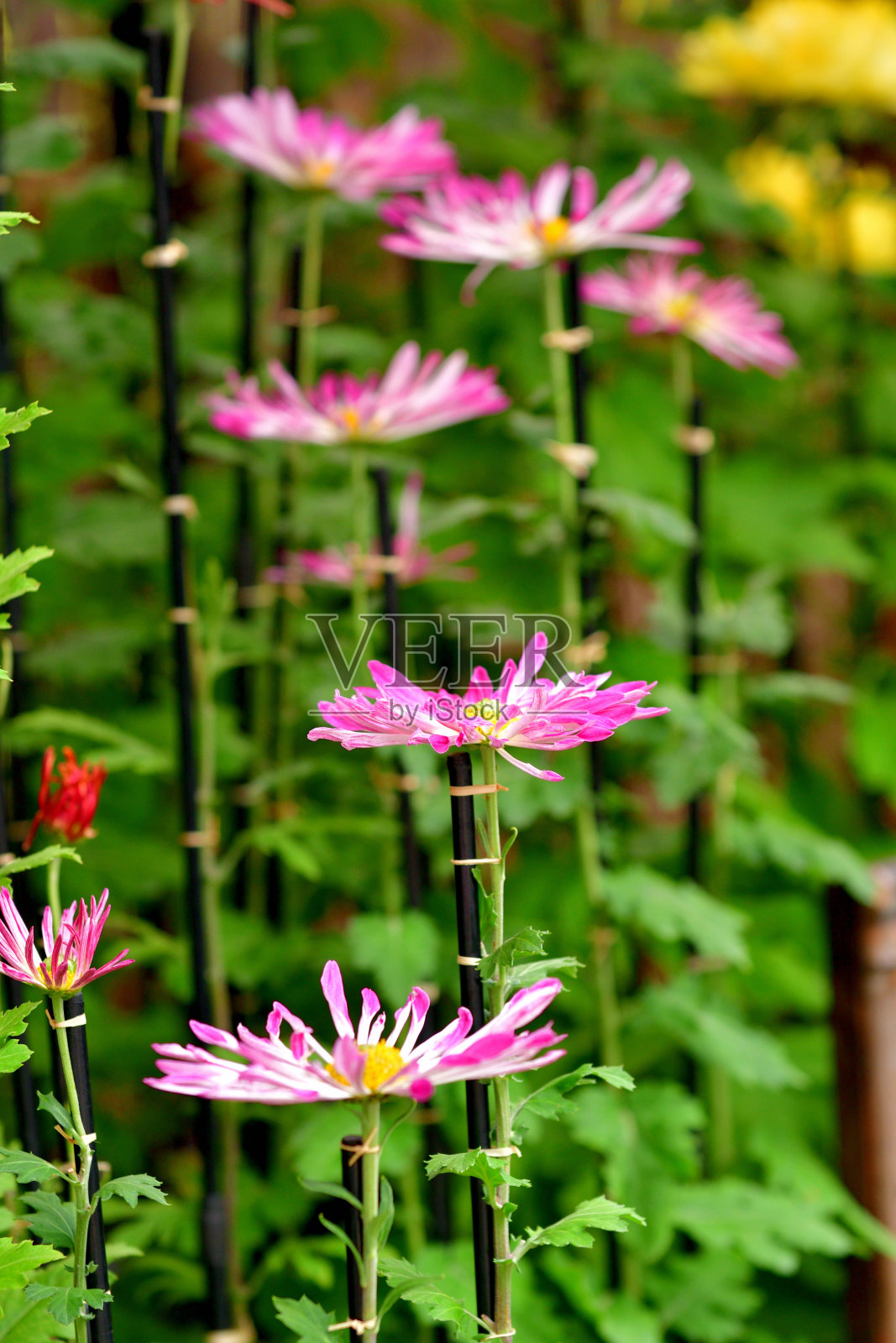菊花照片摄影图片