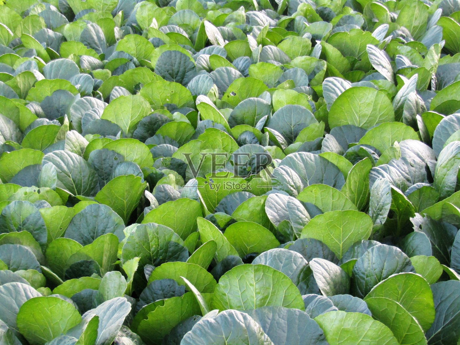 日本。10月底。日落前，地里种着白菜苗。照片摄影图片