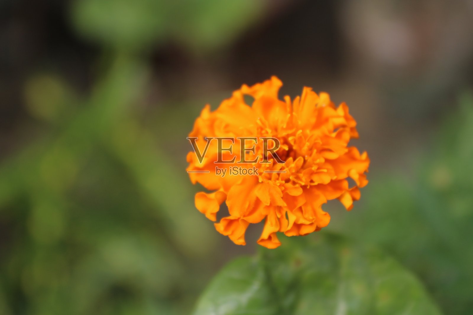 美丽的花朵人像拍摄，自然背景照片摄影图片