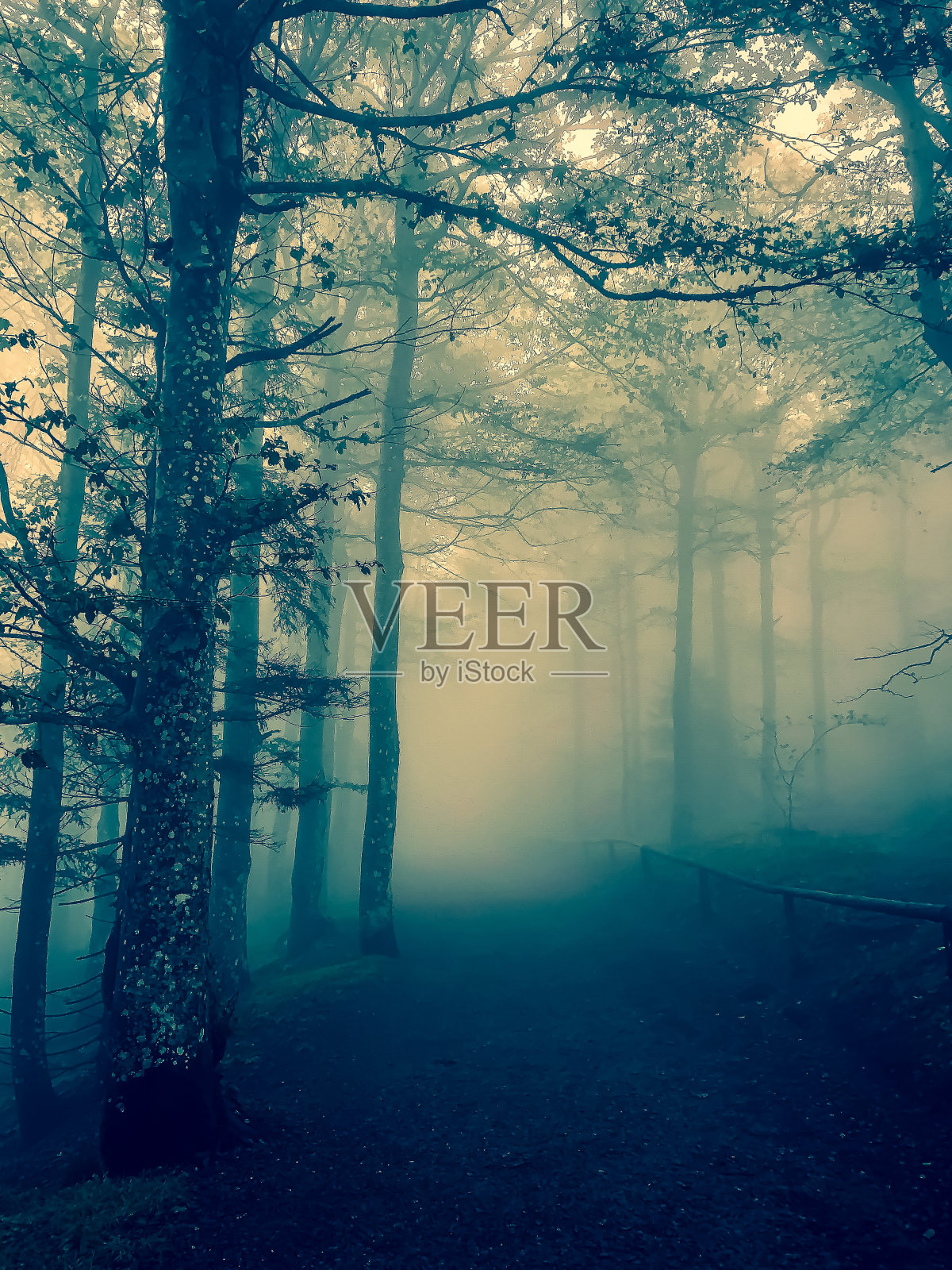 在浓雾中穿过德国黑森林的小路。照片摄影图片