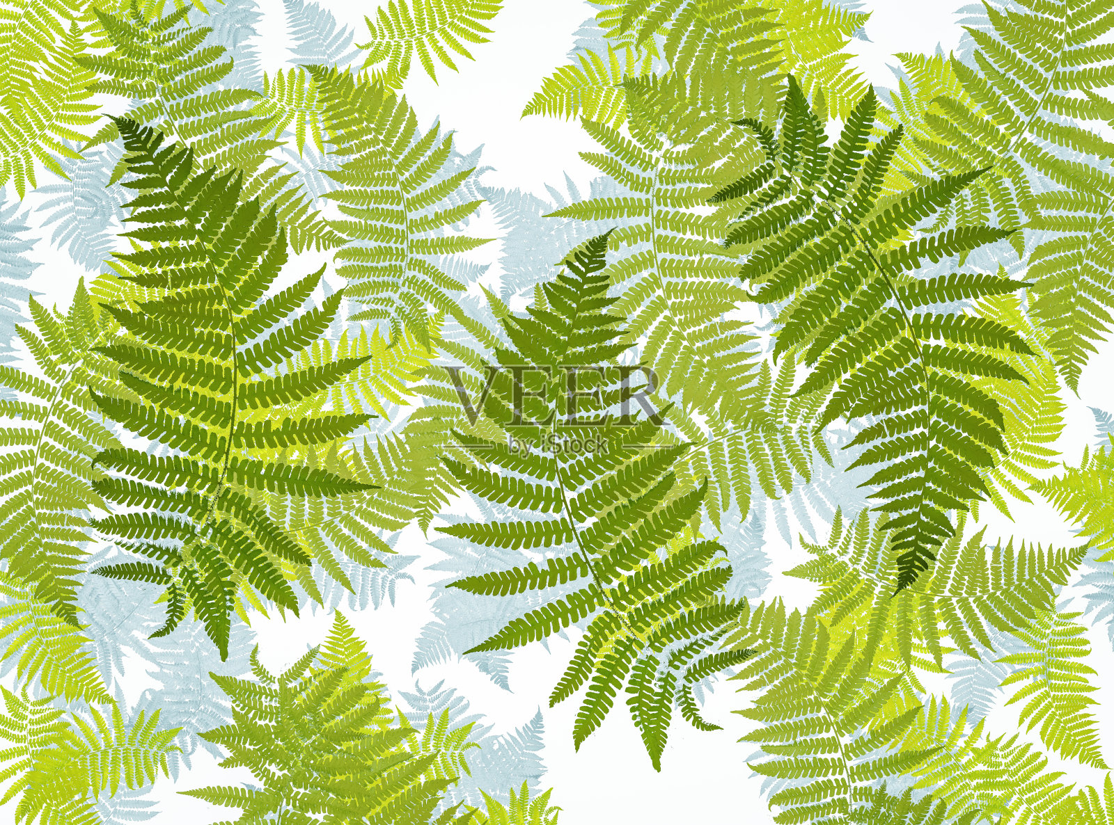 蕨类植物的背景柔和的颜色照片摄影图片