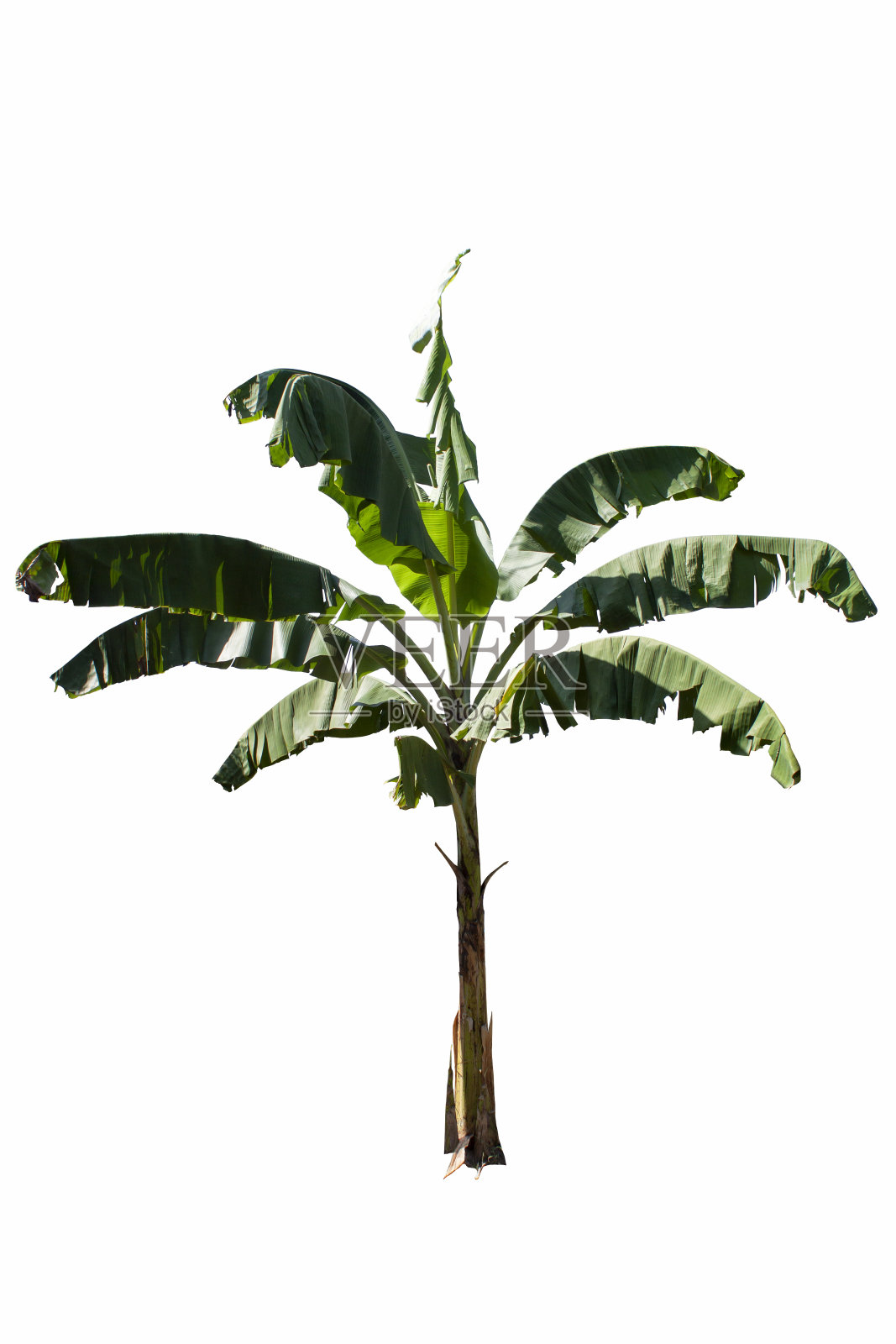 香蕉树孤立的白色背景与修剪路径。照片摄影图片