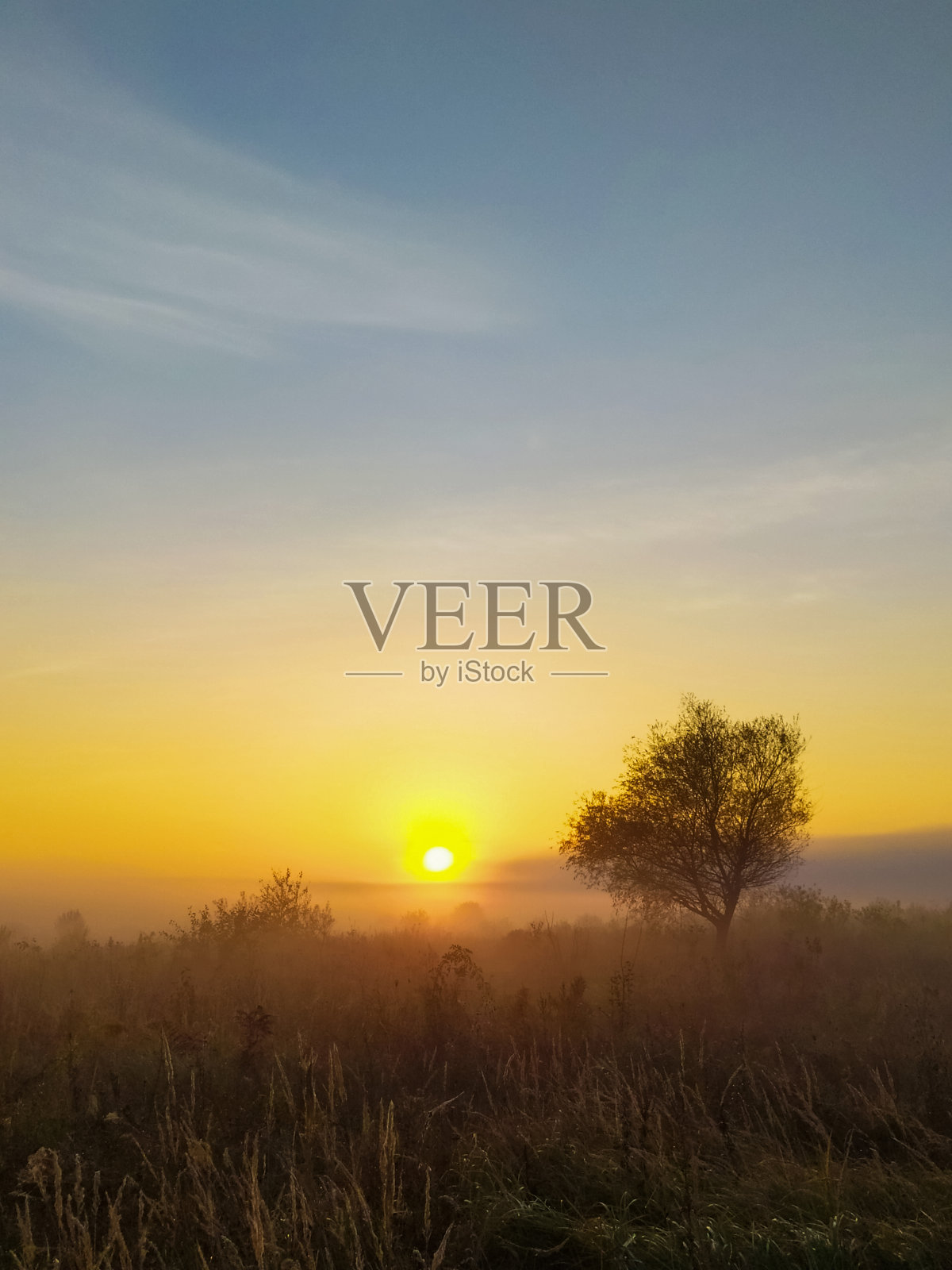 晨雾弥漫在草地上，草地上长着高草，太阳升起照片摄影图片