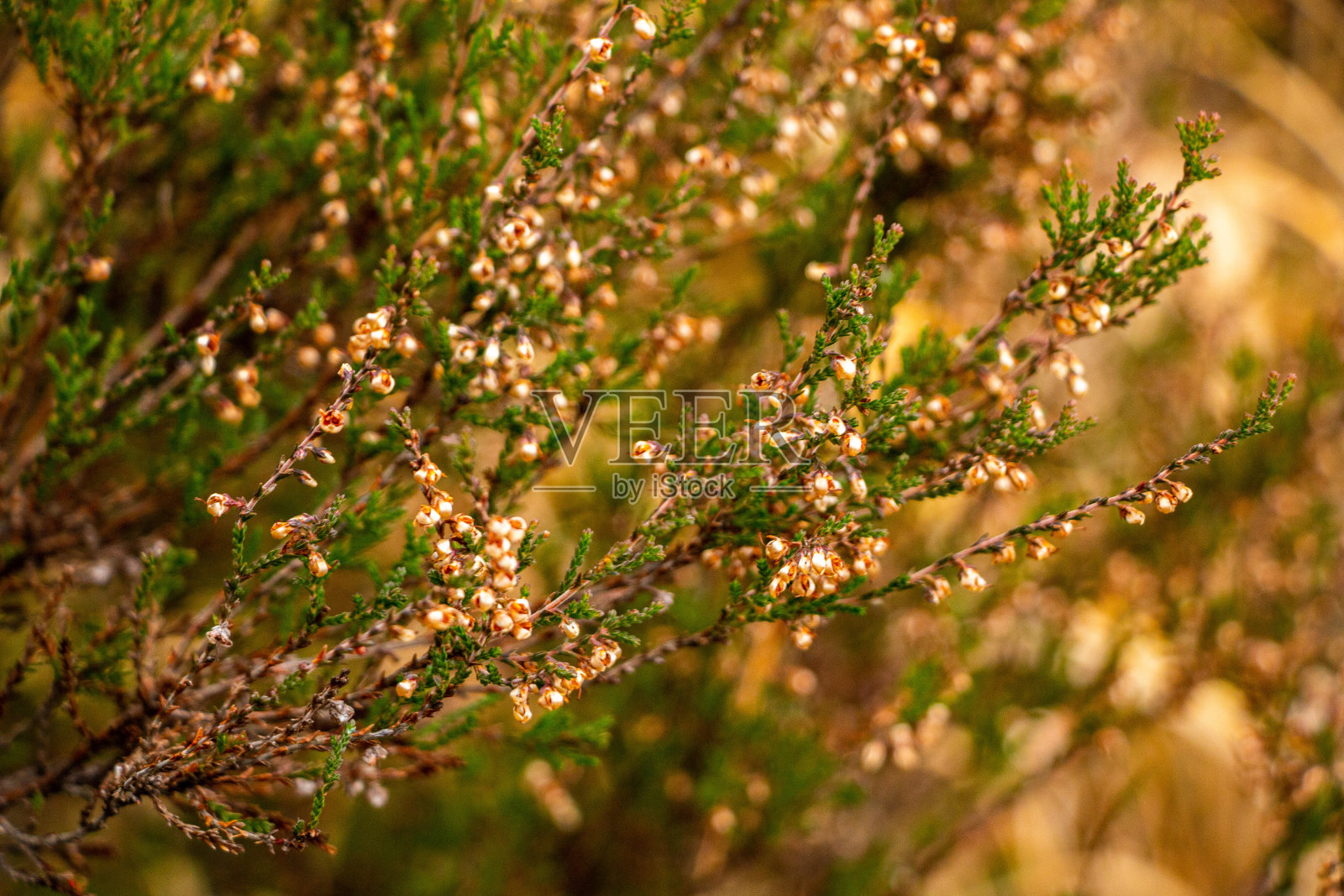 秋季森林背景由绿色苔藓、针叶树、落叶和针叶树，落叶后落叶，小常绿植物，干蕨类。照片摄影图片