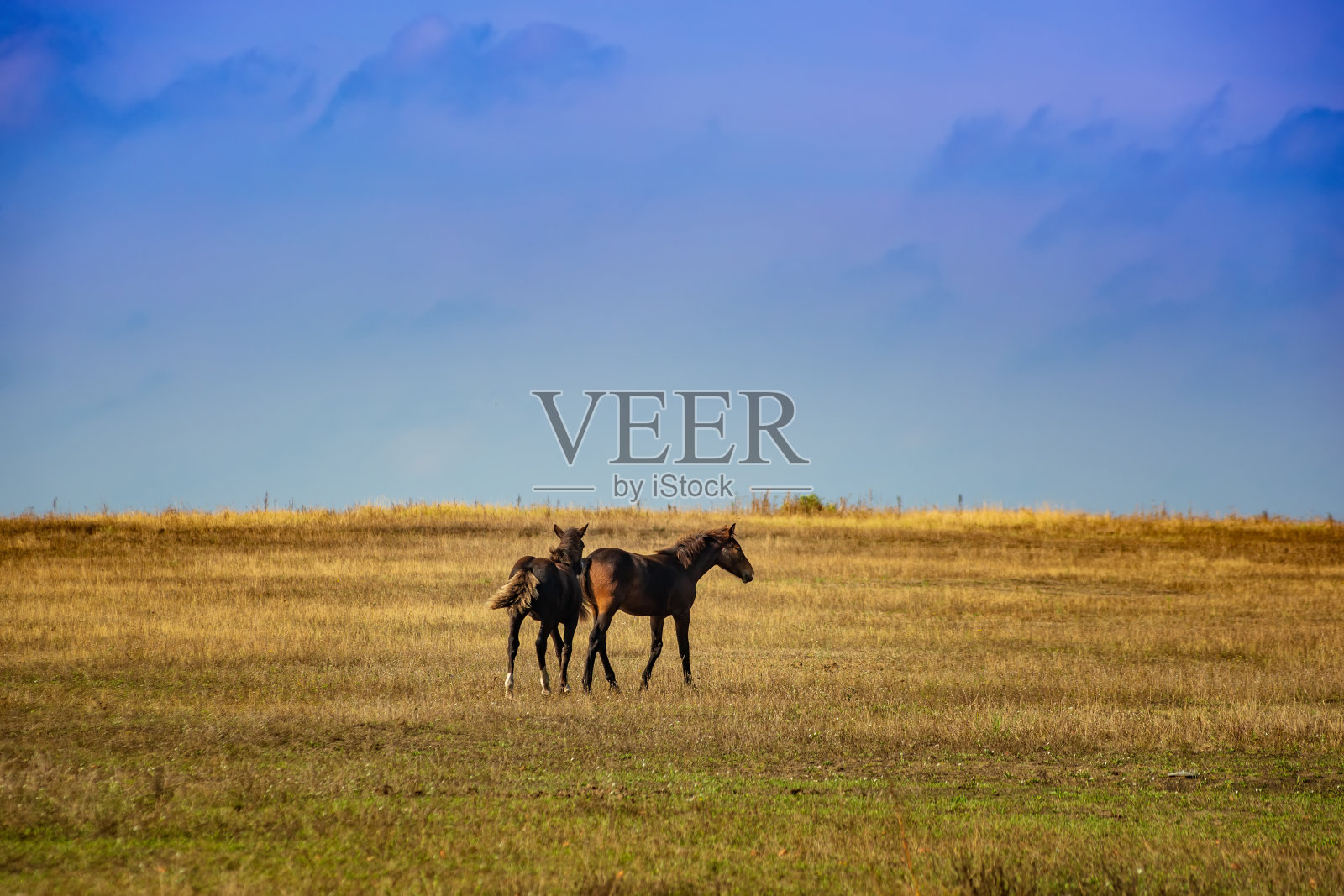 草原上秋天的田野里奔跑的两匹骏马照片摄影图片