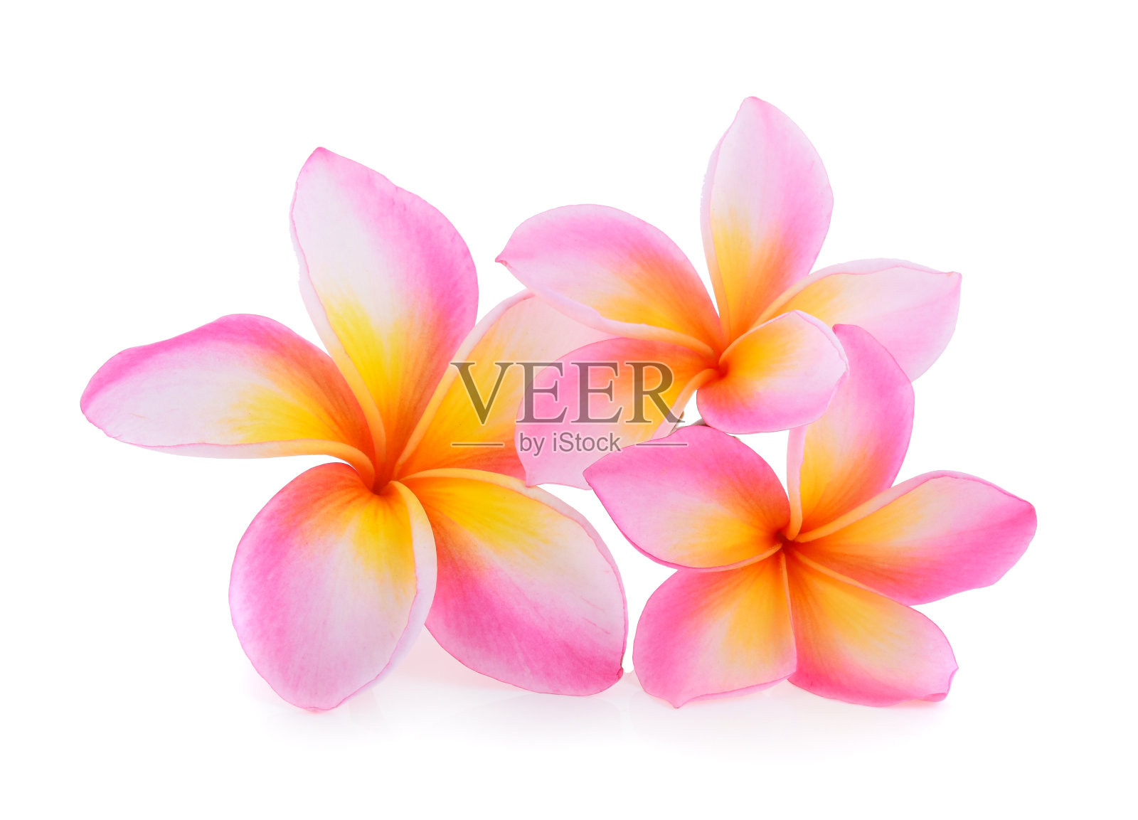 鸡蛋花(鸡蛋花)分离在白色背景上照片摄影图片